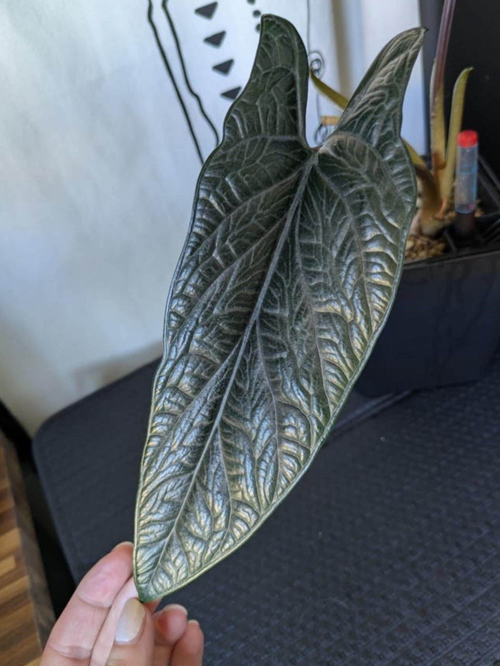 Alocasia Scalprum Corm – rare plant for sale