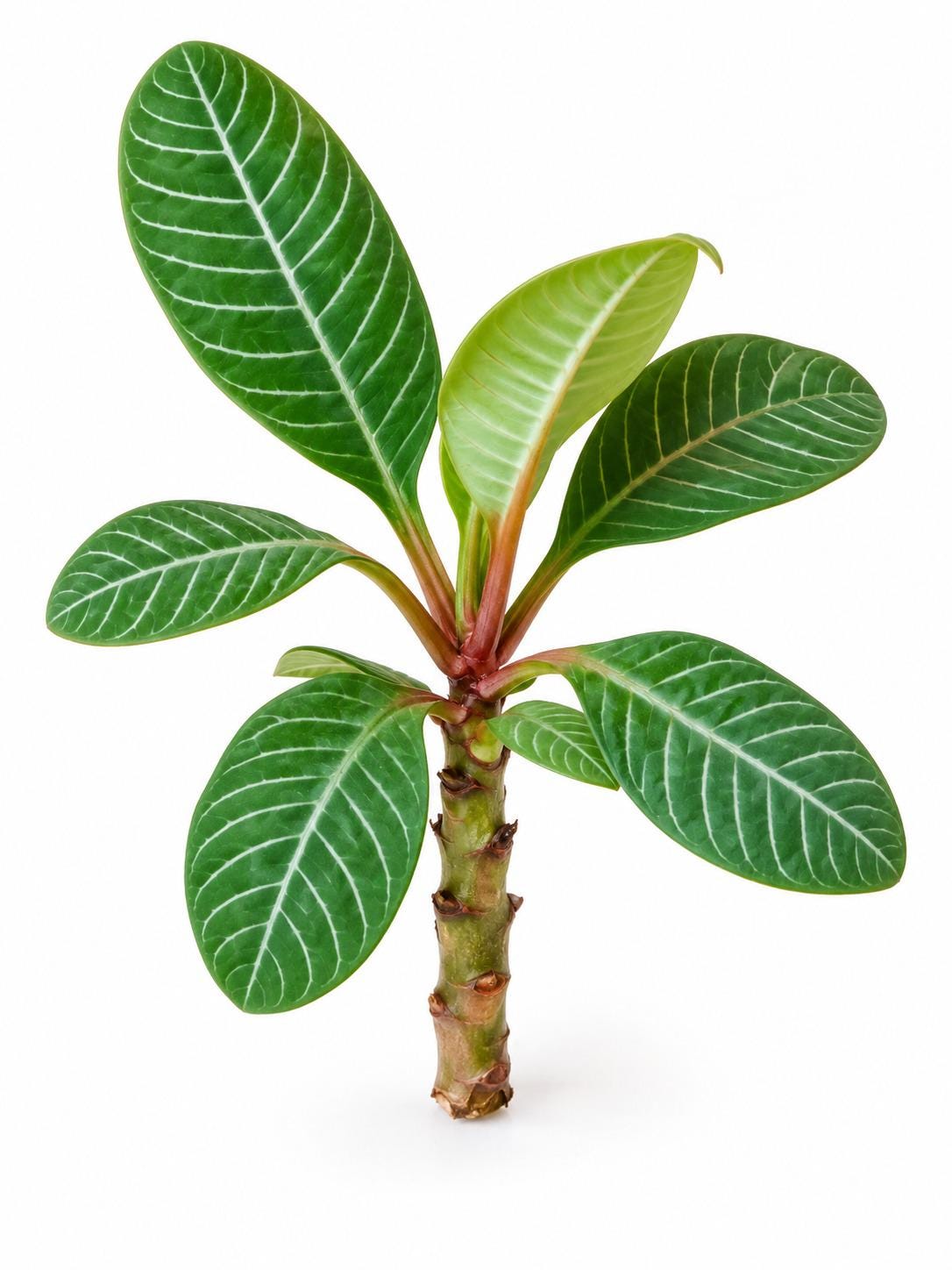 Euphorbia Leuconeura Cutting – photo 2