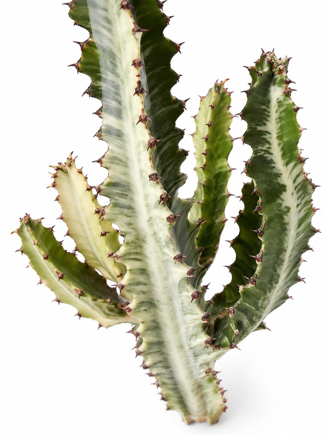 Euphorbia Erythraeae cutting photo 2