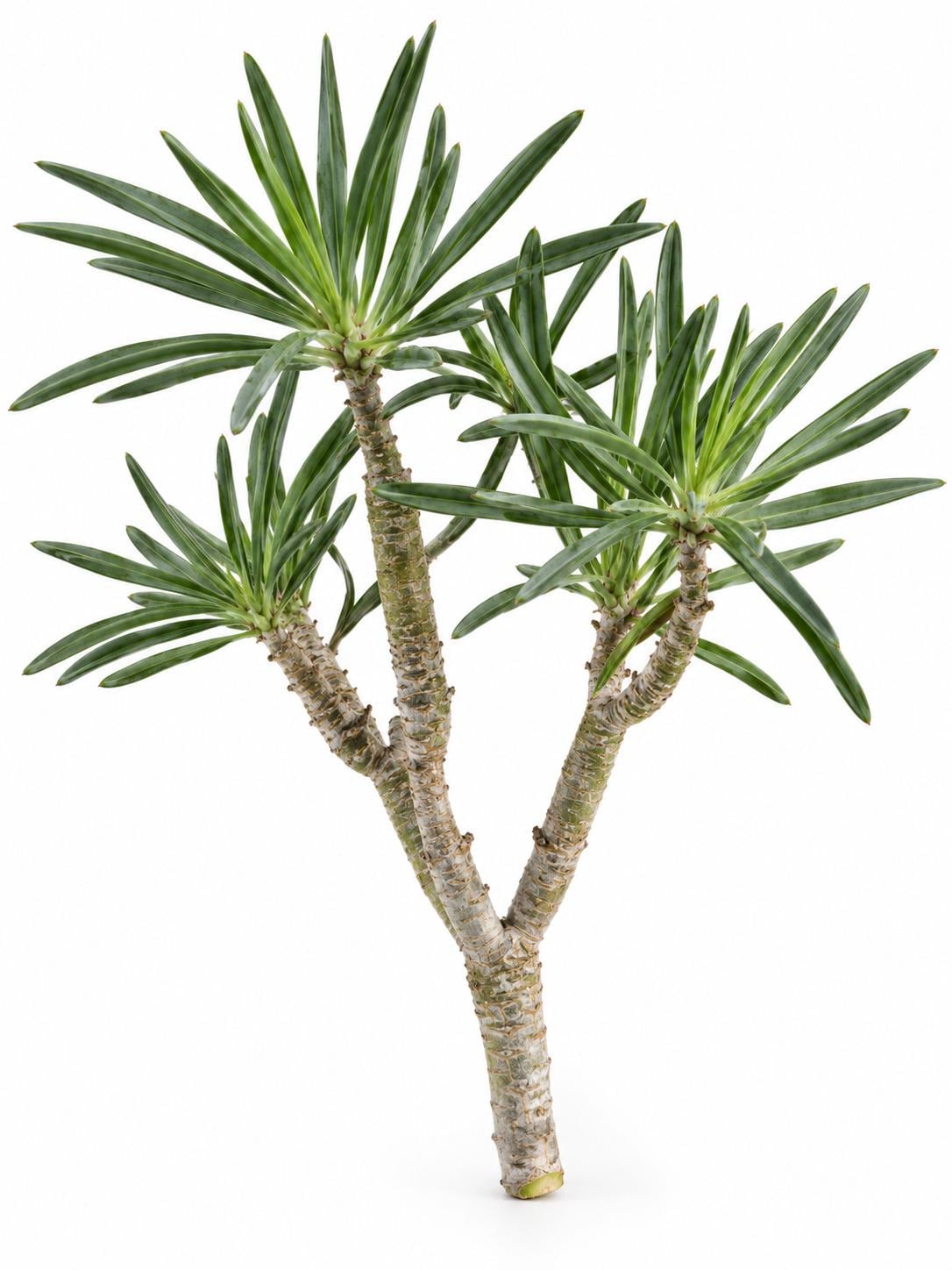 Senecio Kleinia cutting