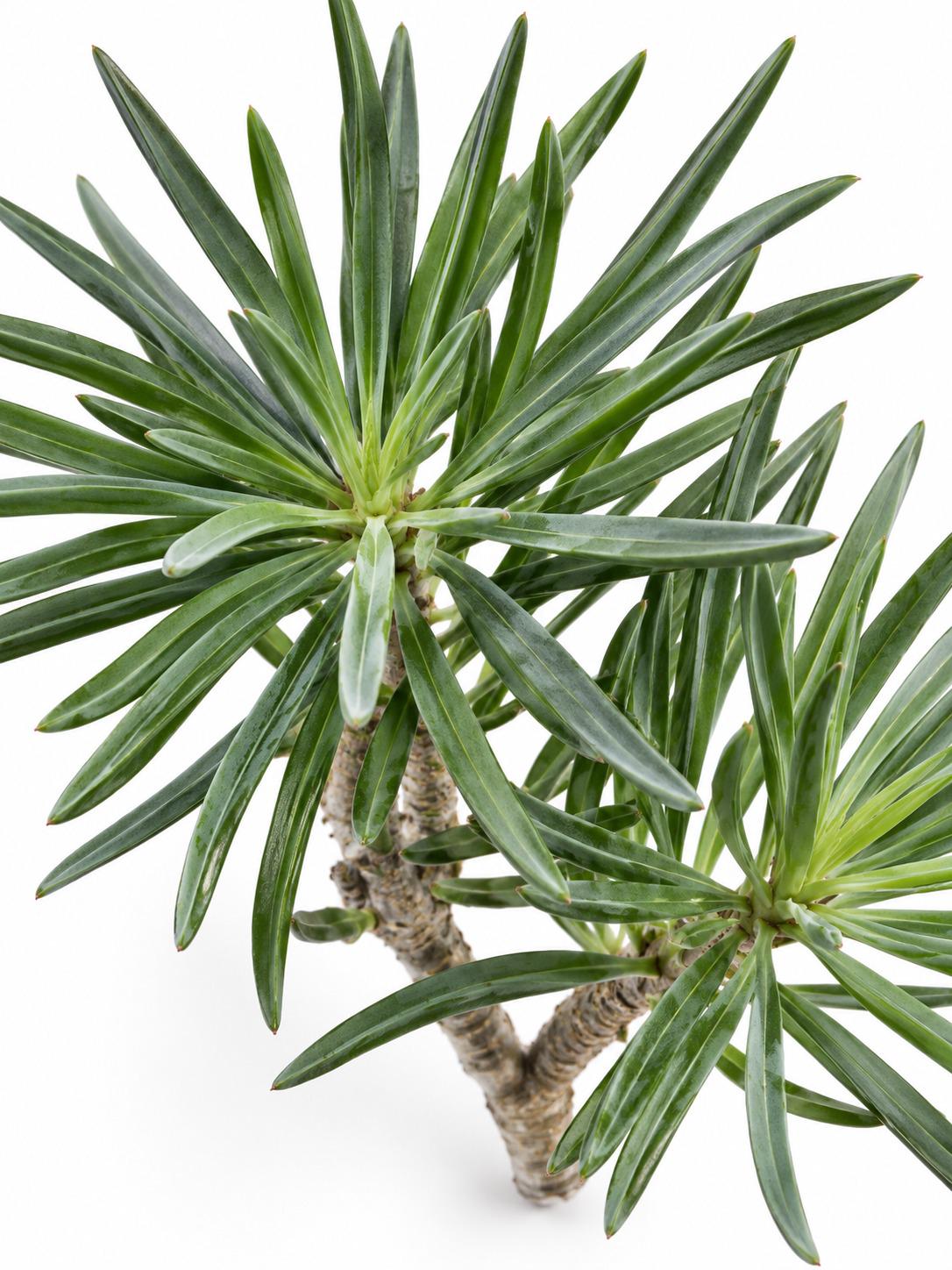 Senecio Kleinia cutting photo 2