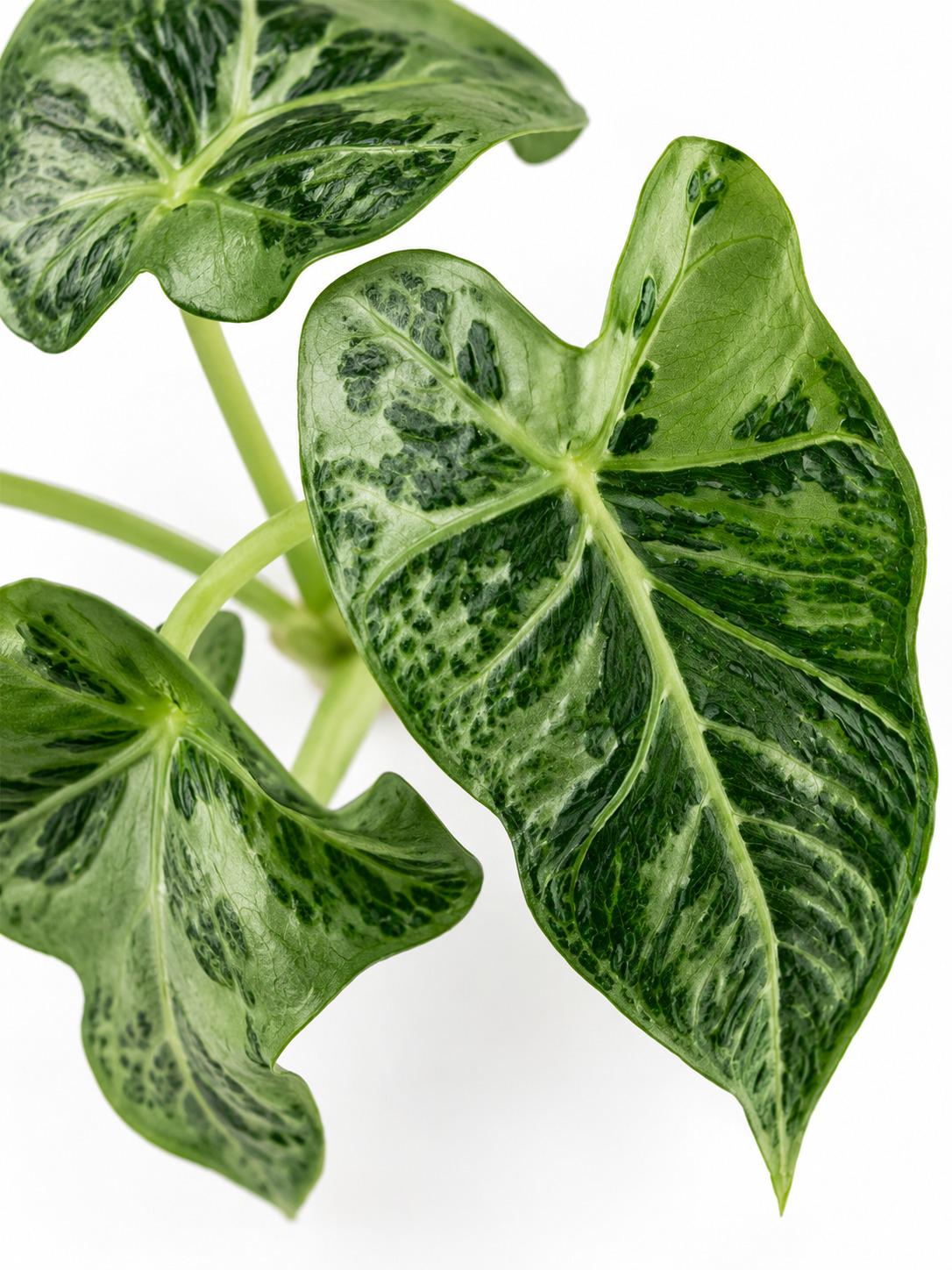 Alocasia Emerald Tide bulb photo 2