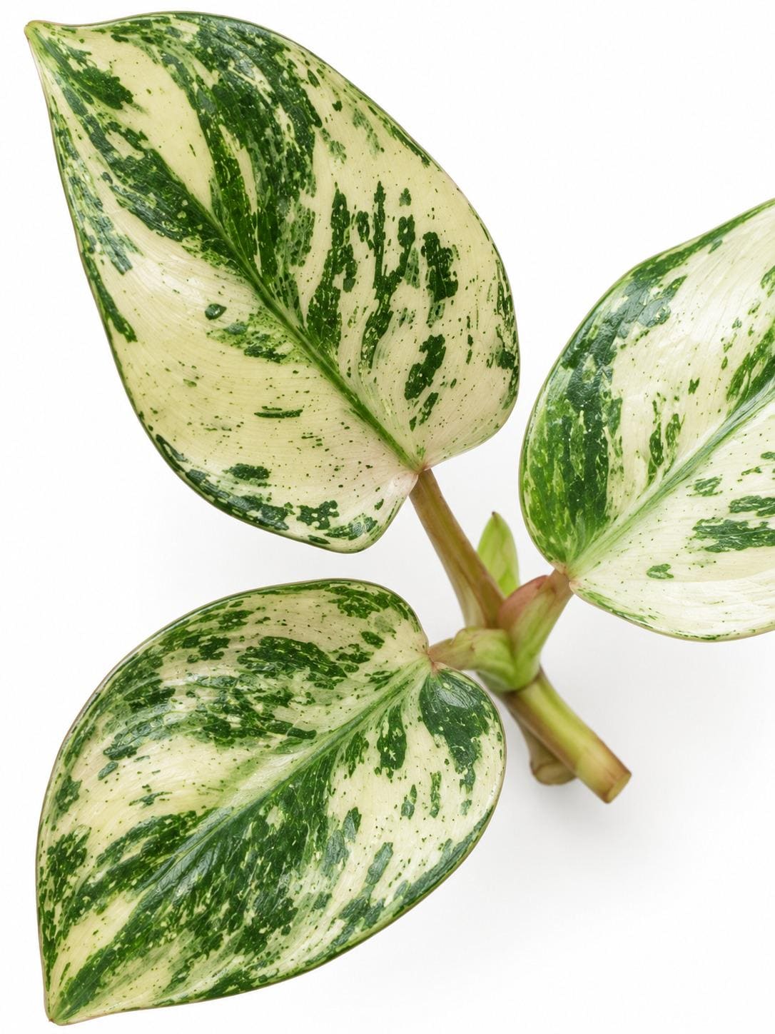 Philodendron Emerald King cutting photo 2