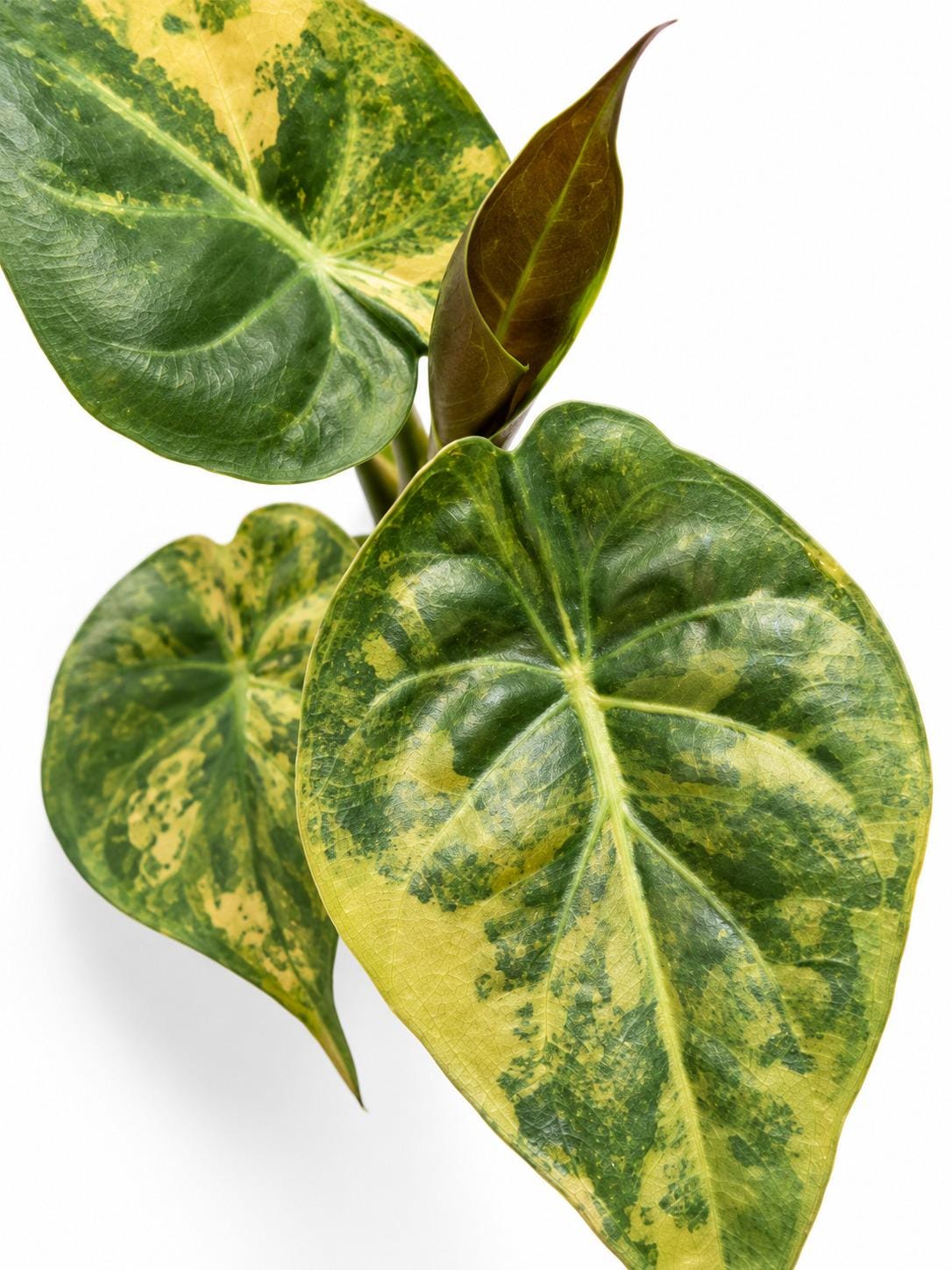 Alocasia Uhinkii Aurea Variegata bulb photo 2