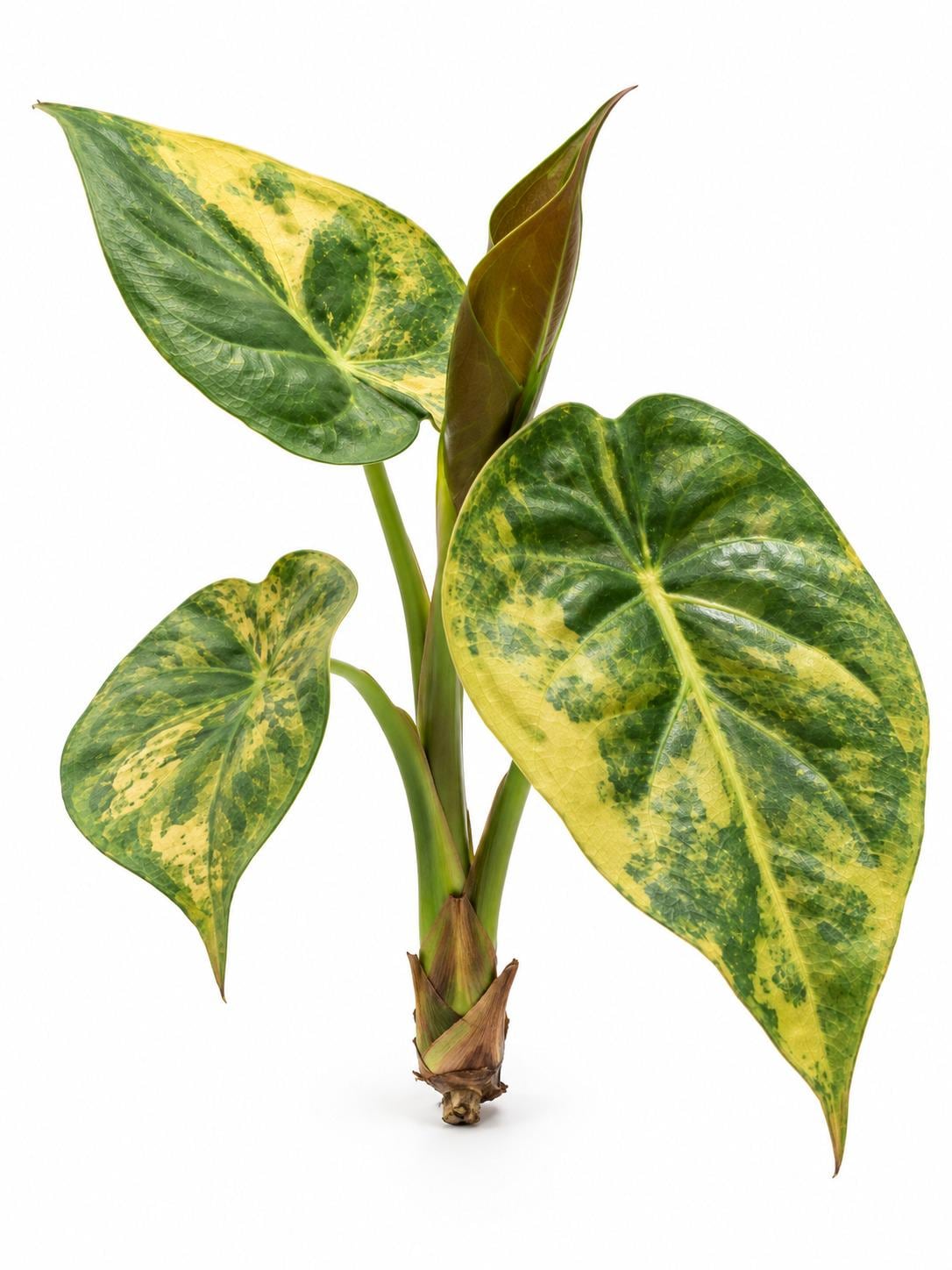 Alocasia Uhinkii Aurea Variegata bulb