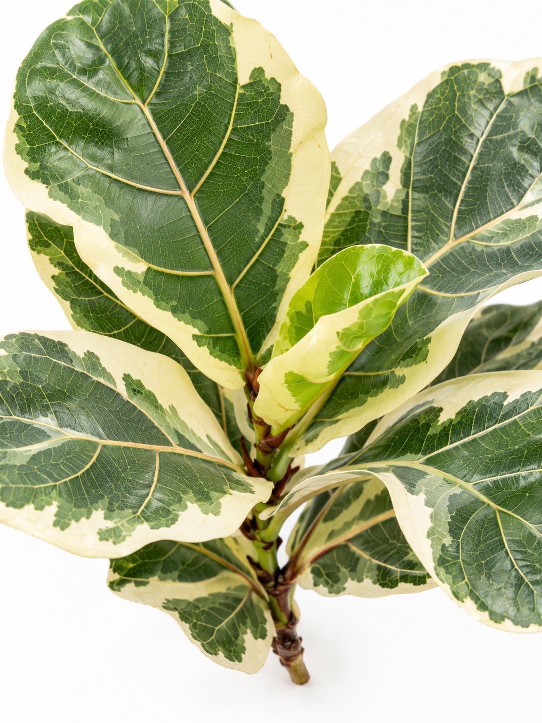 Ficus Lyrata Variegata cutting photo 2