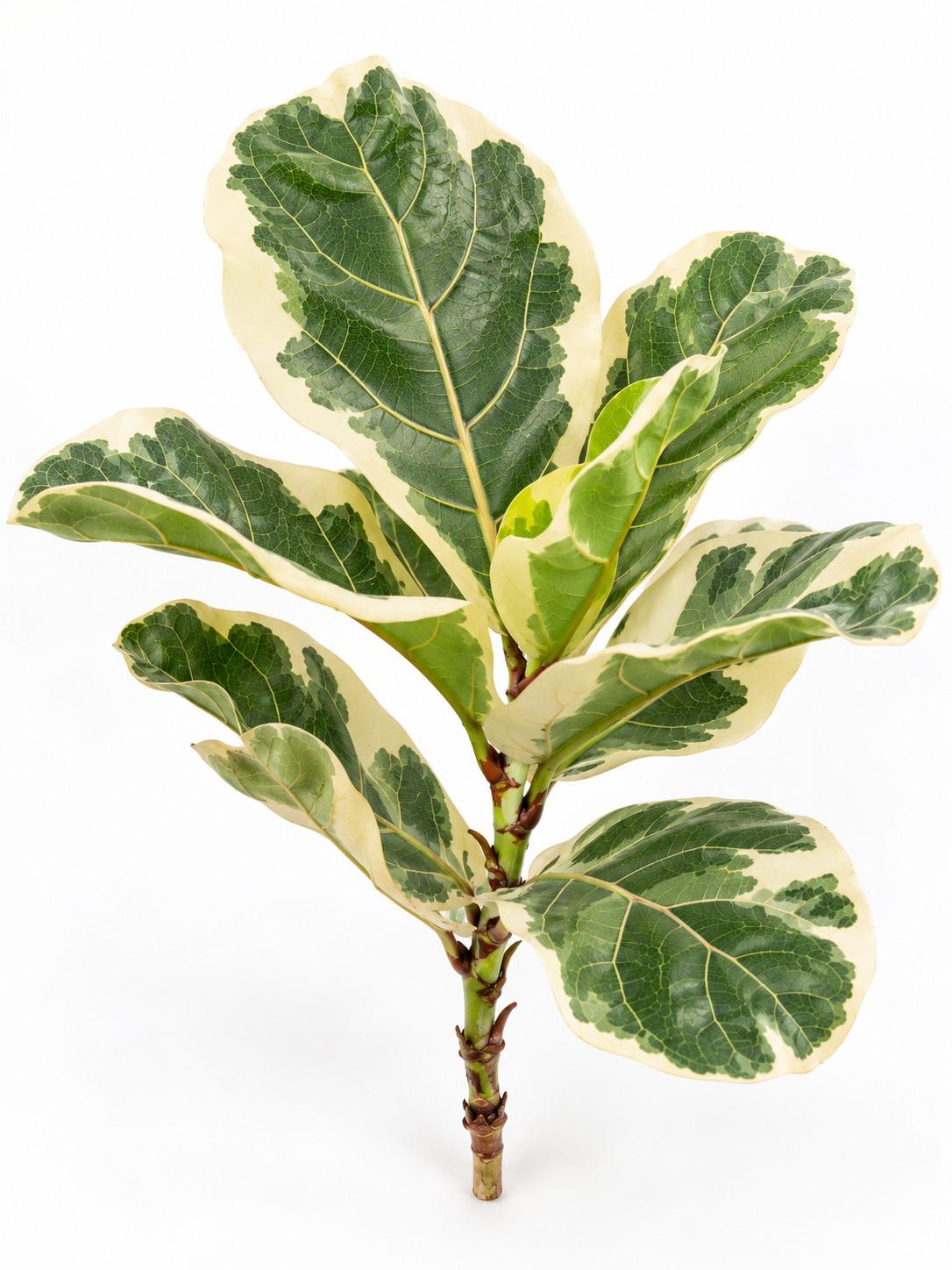 Ficus Lyrata Variegata cutting