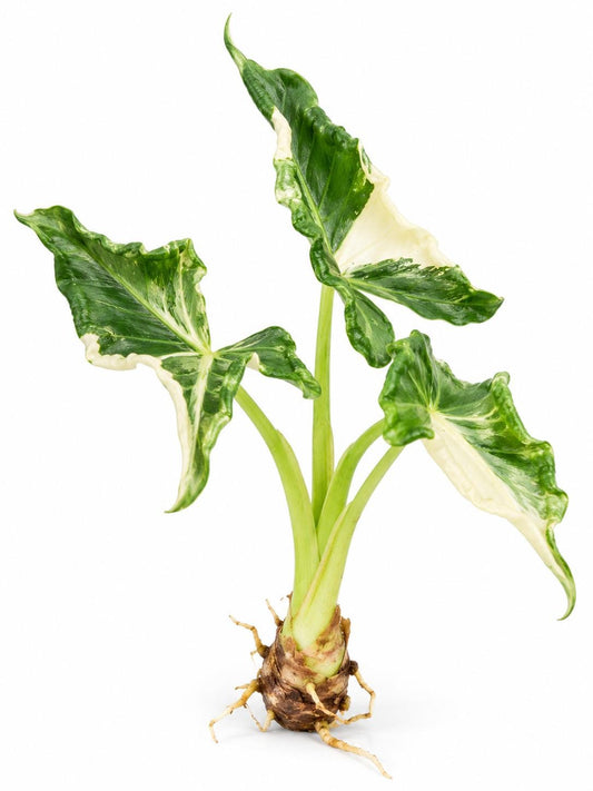 Alocasia Crinkles Albo Variegata Bulb – rare plant for sale