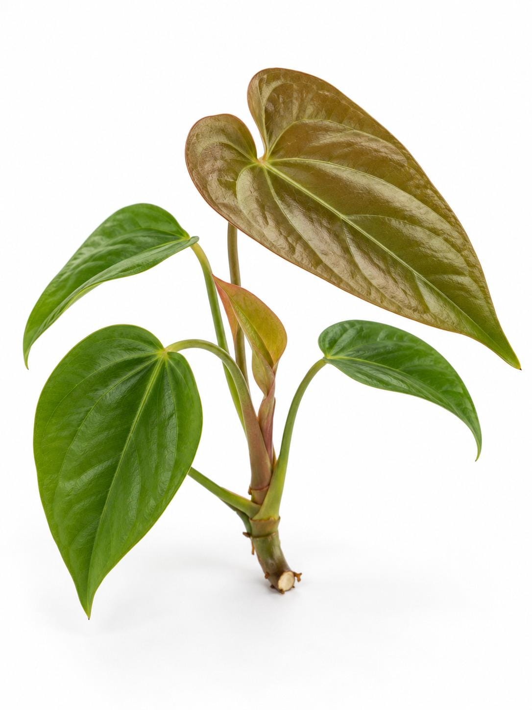 Anthurium Queen of Hearts cutting