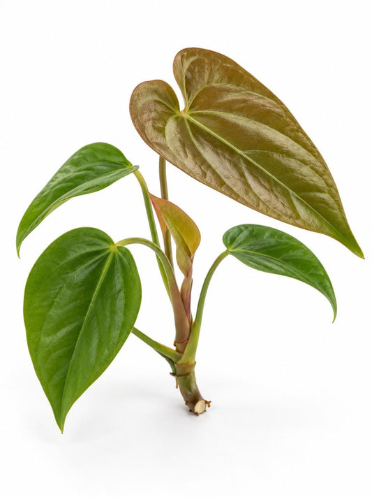 Anthurium Queen of Hearts cutting
