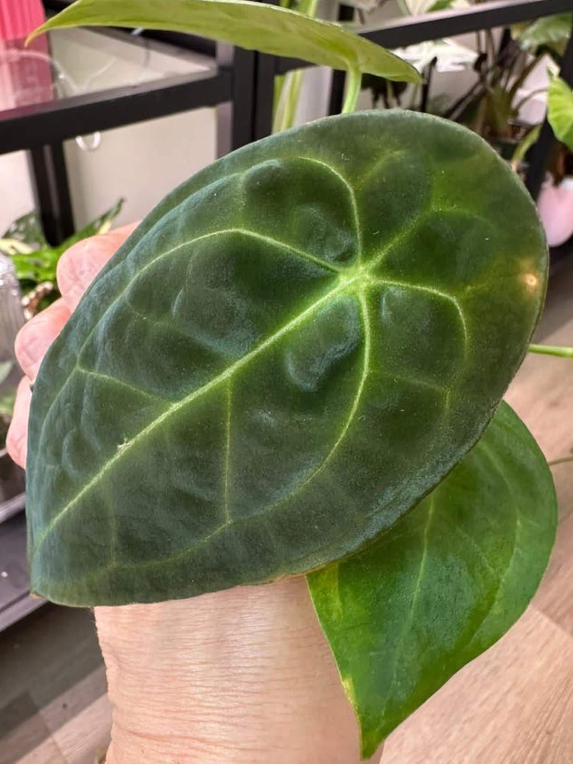 Anthurium Forgetii Dark Form cutting