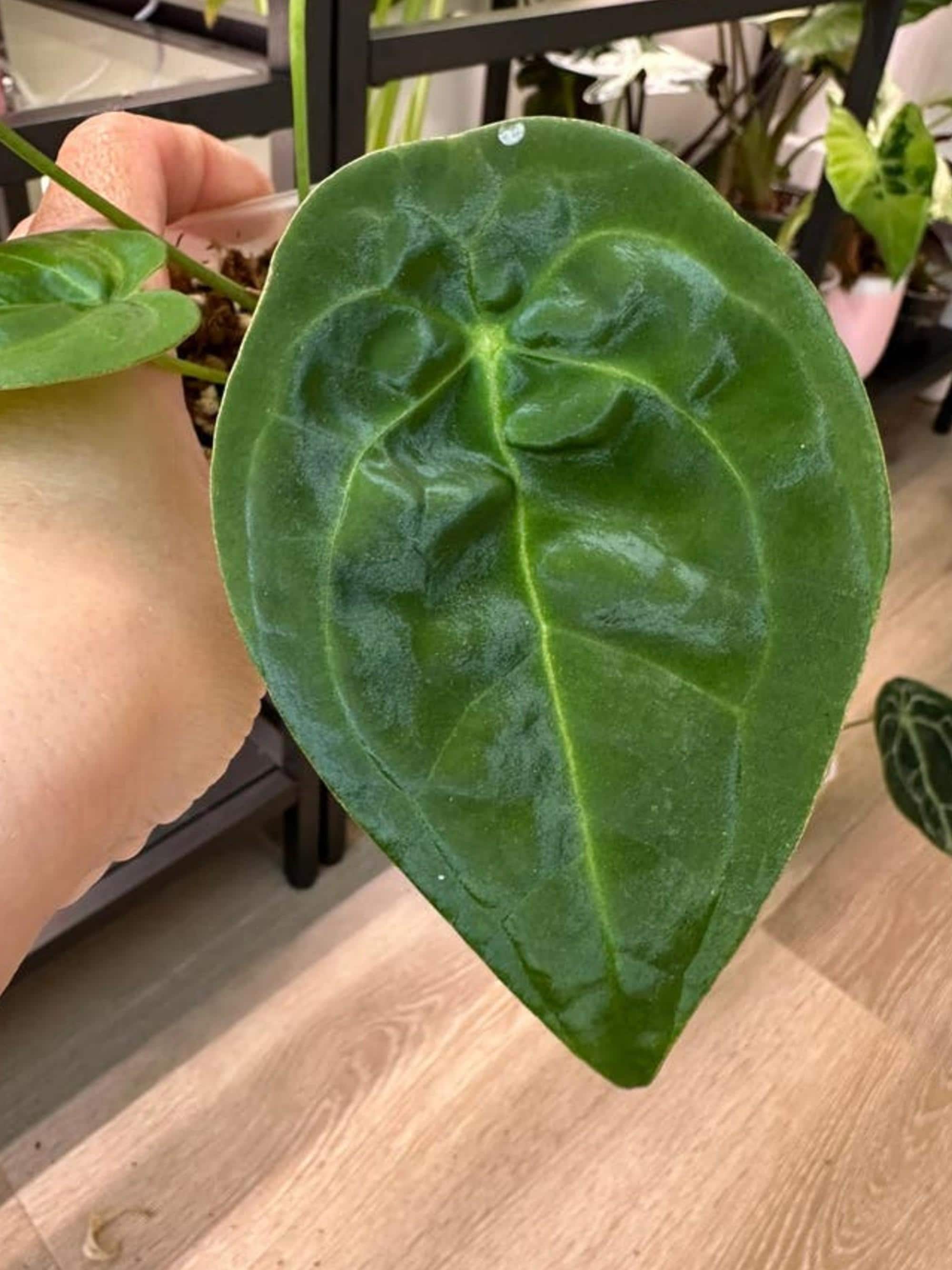 Anthurium Forgetii Dark Form cutting