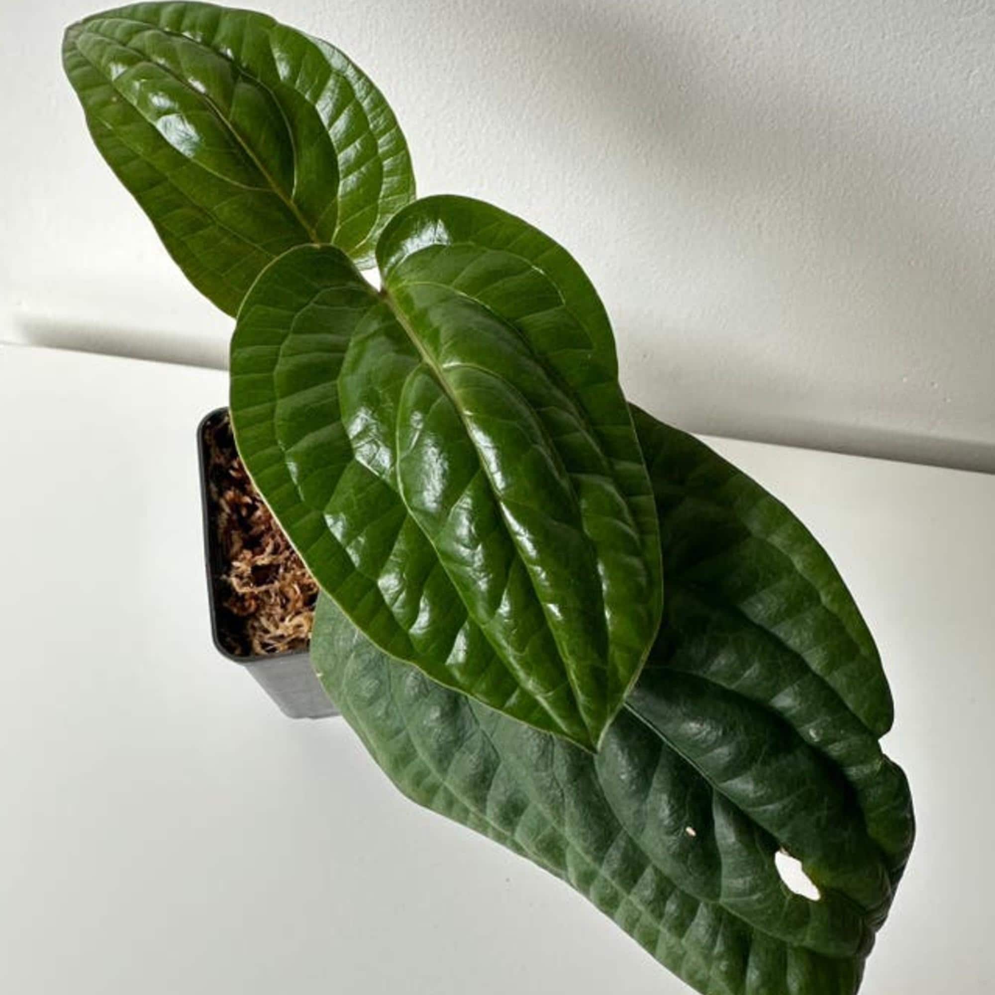 Anthurium Radicans cutting