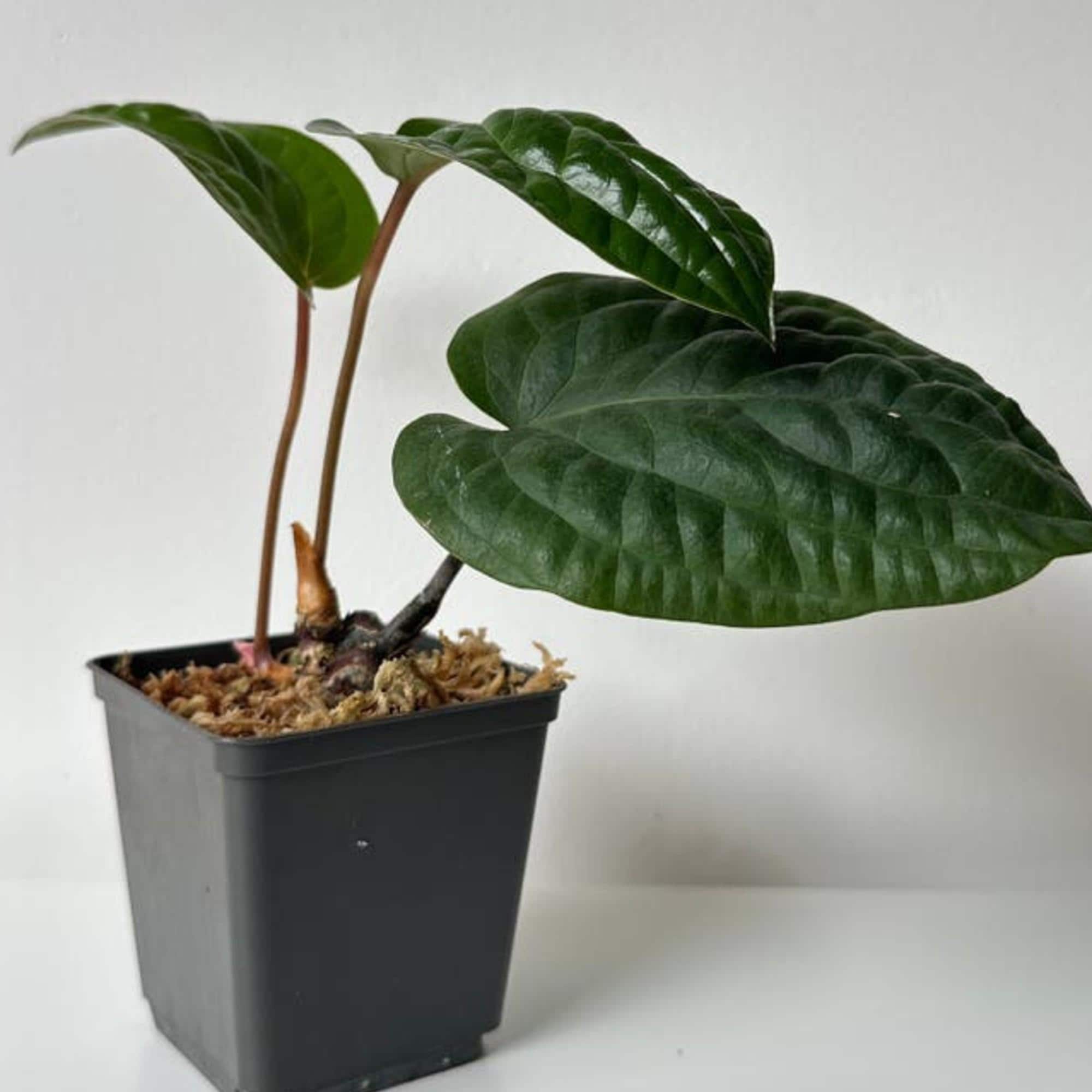 Anthurium Radicans cutting