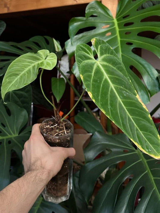 Anthurium Queremalense cutting