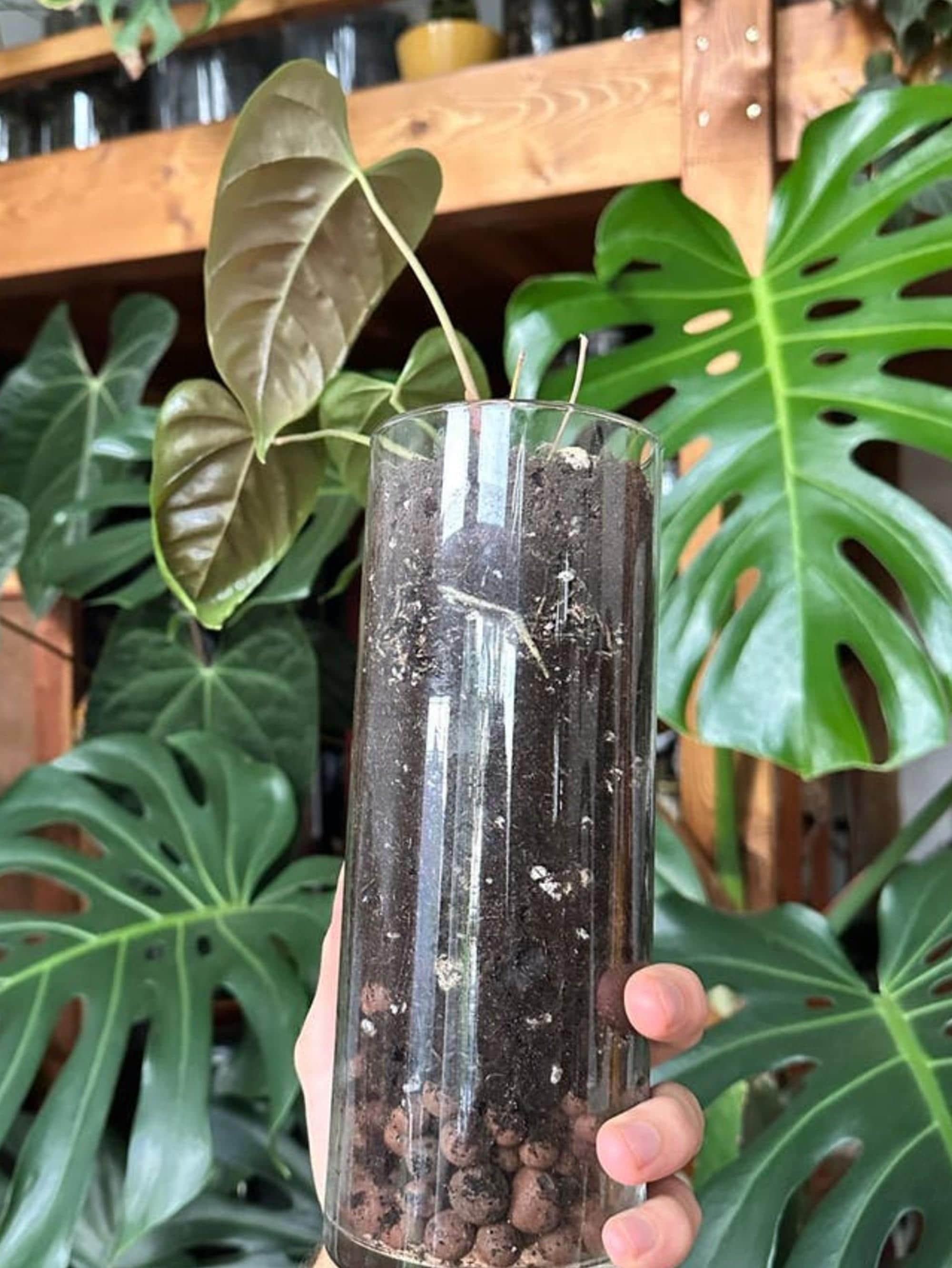 Anthurium Recavum cutting