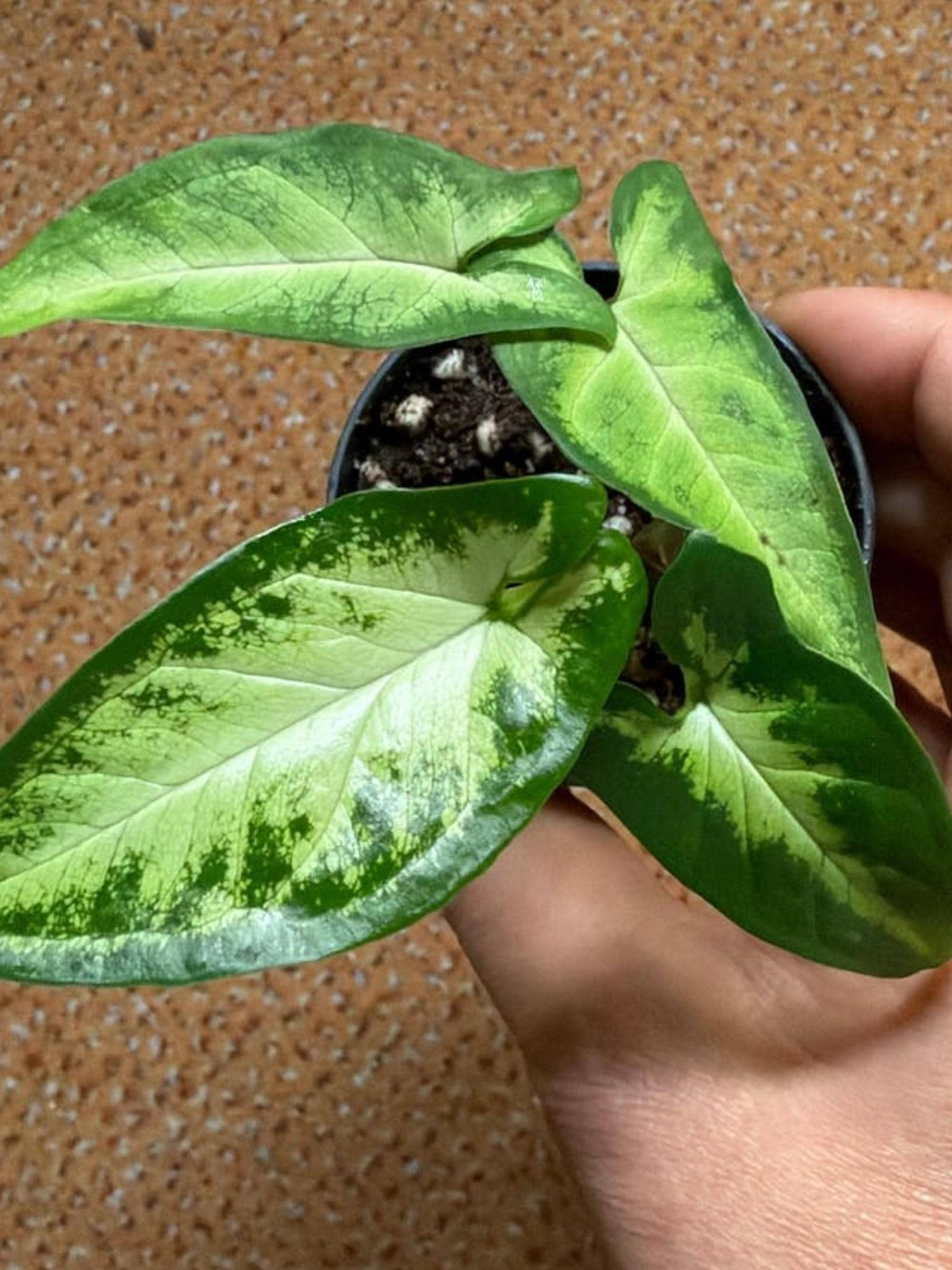 Syngonium Angustatum cutting