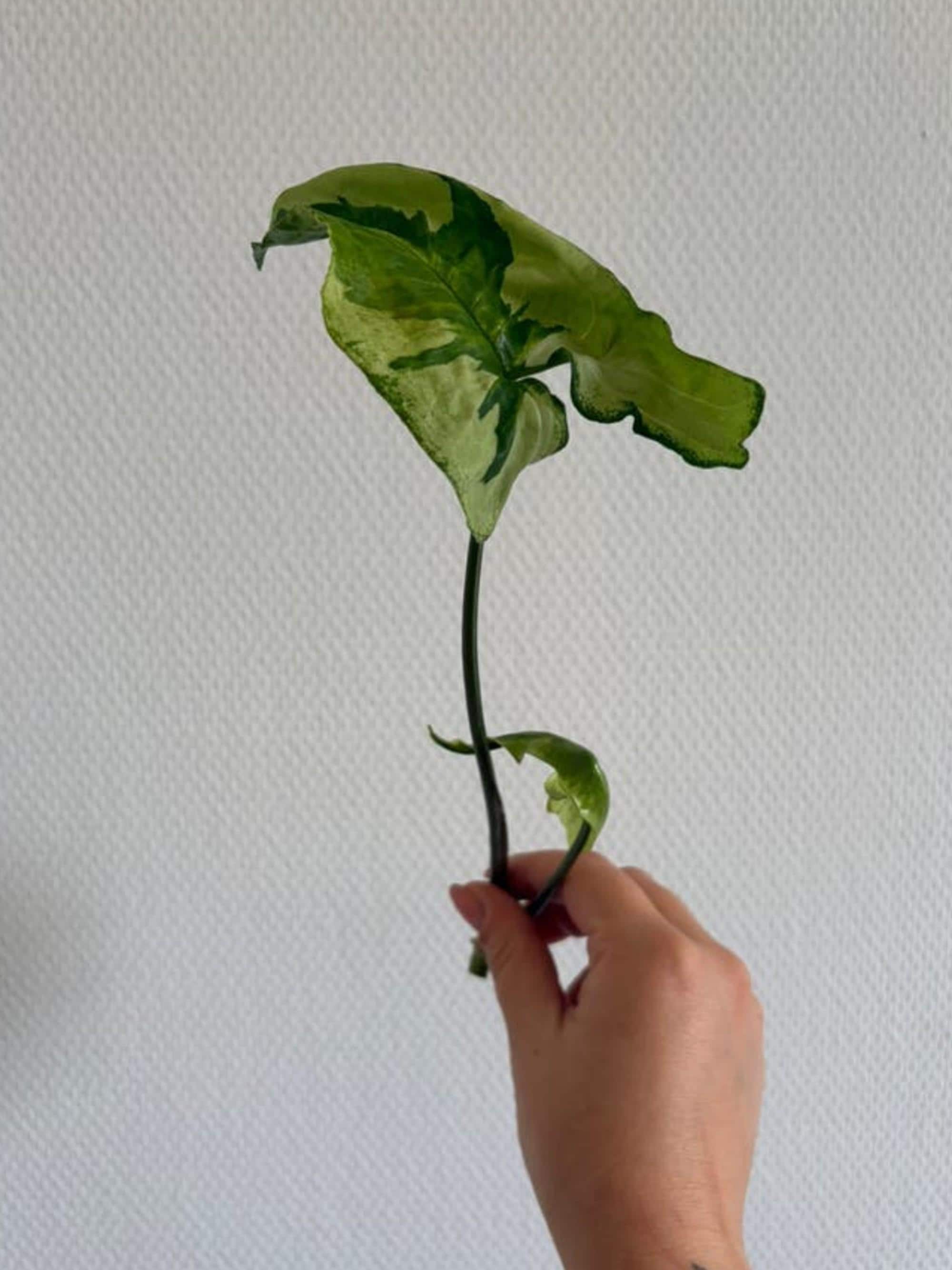 Syngonium Three Kings cutting