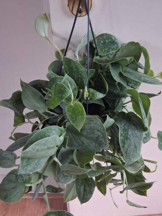 Scindapsus Pictus Silvery Ann cutting
