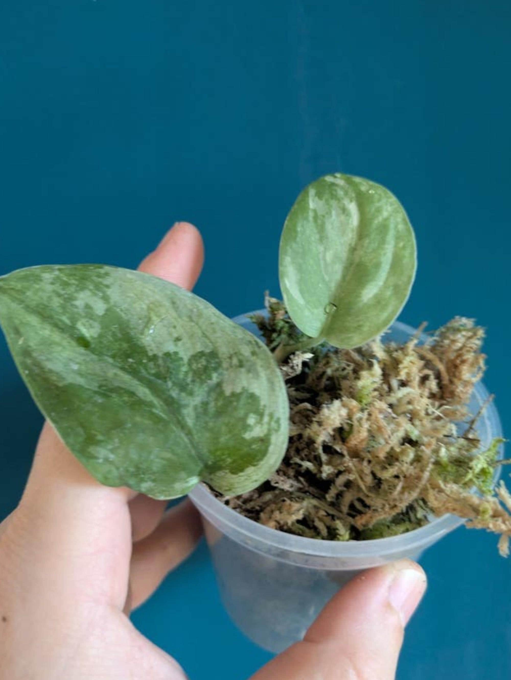Scindapsus Mangurai Variegata cutting