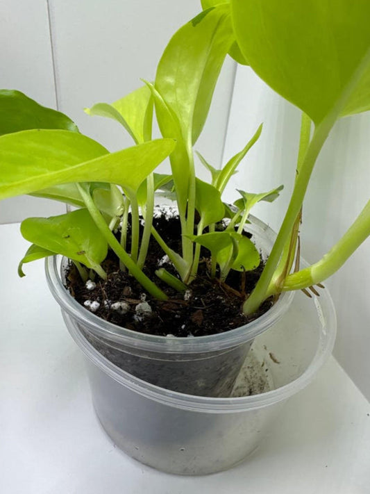 Epipremnum Aureum Neon cutting