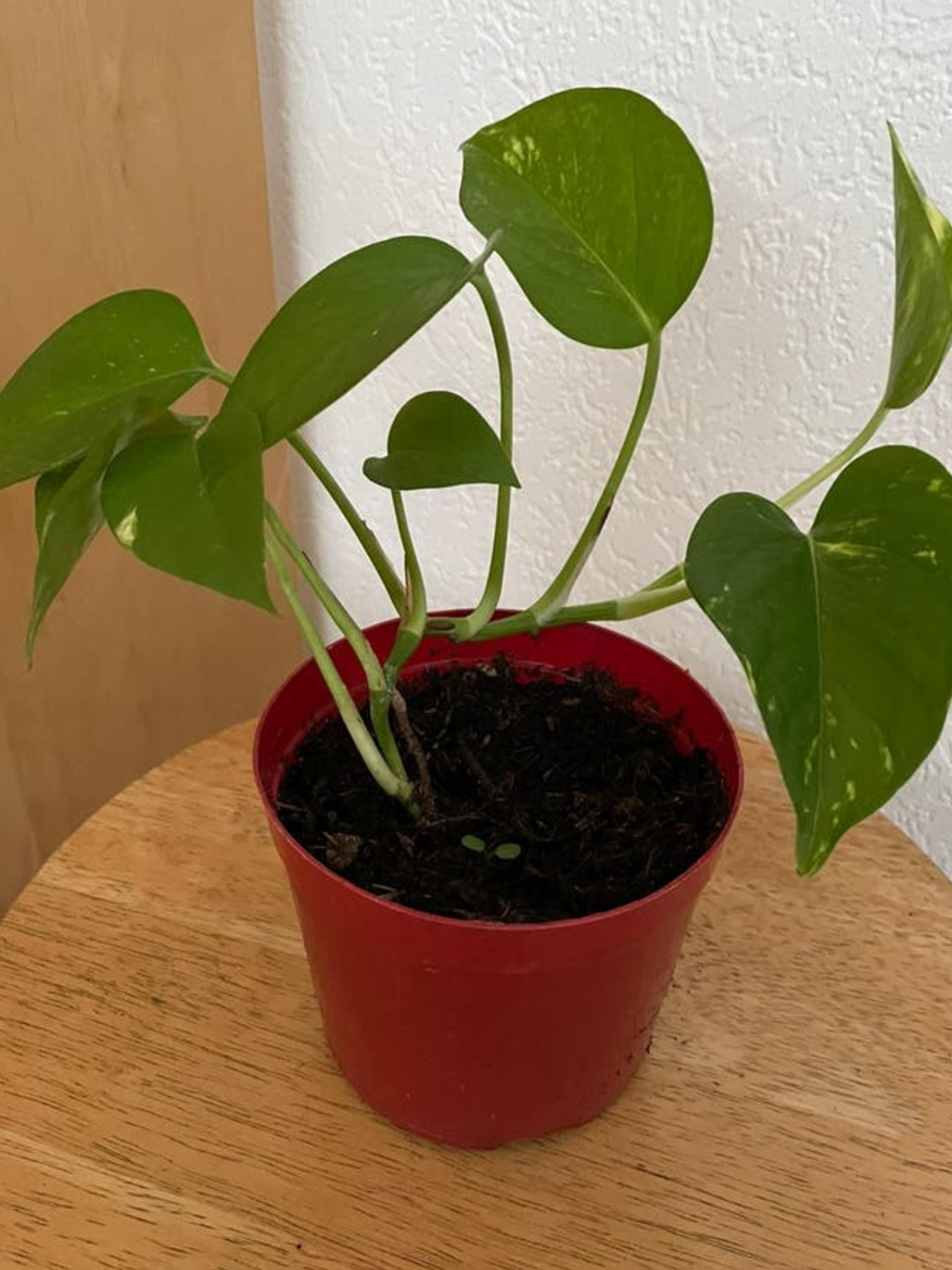 Epipremnum Aureum Golden Pothos cutting