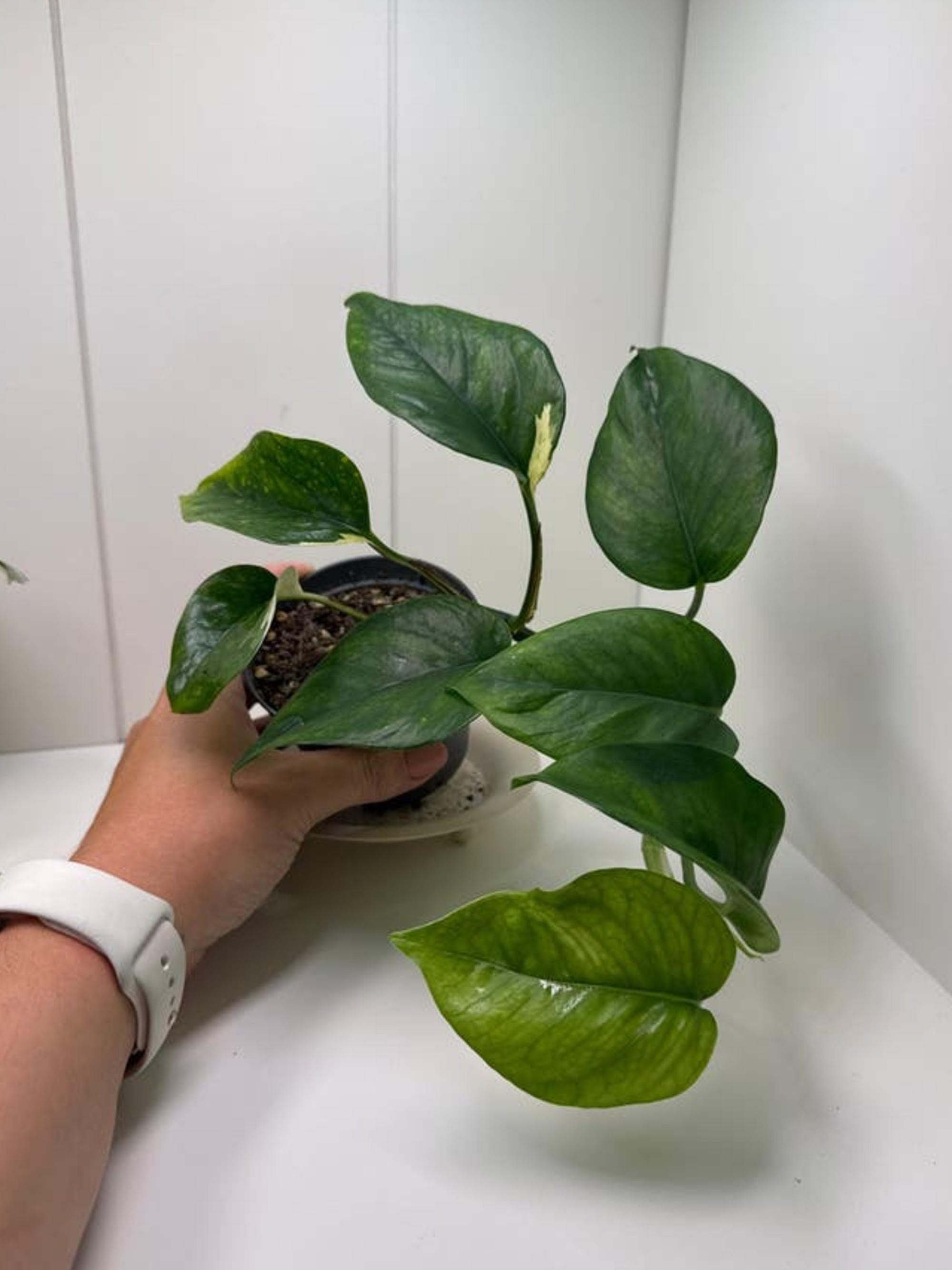 Epipremnum Aureum Manjula cutting