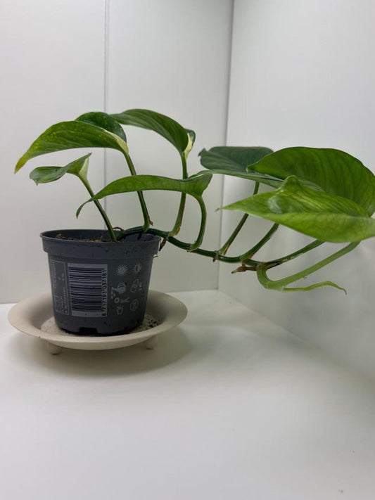 Epipremnum Aureum Manjula cutting