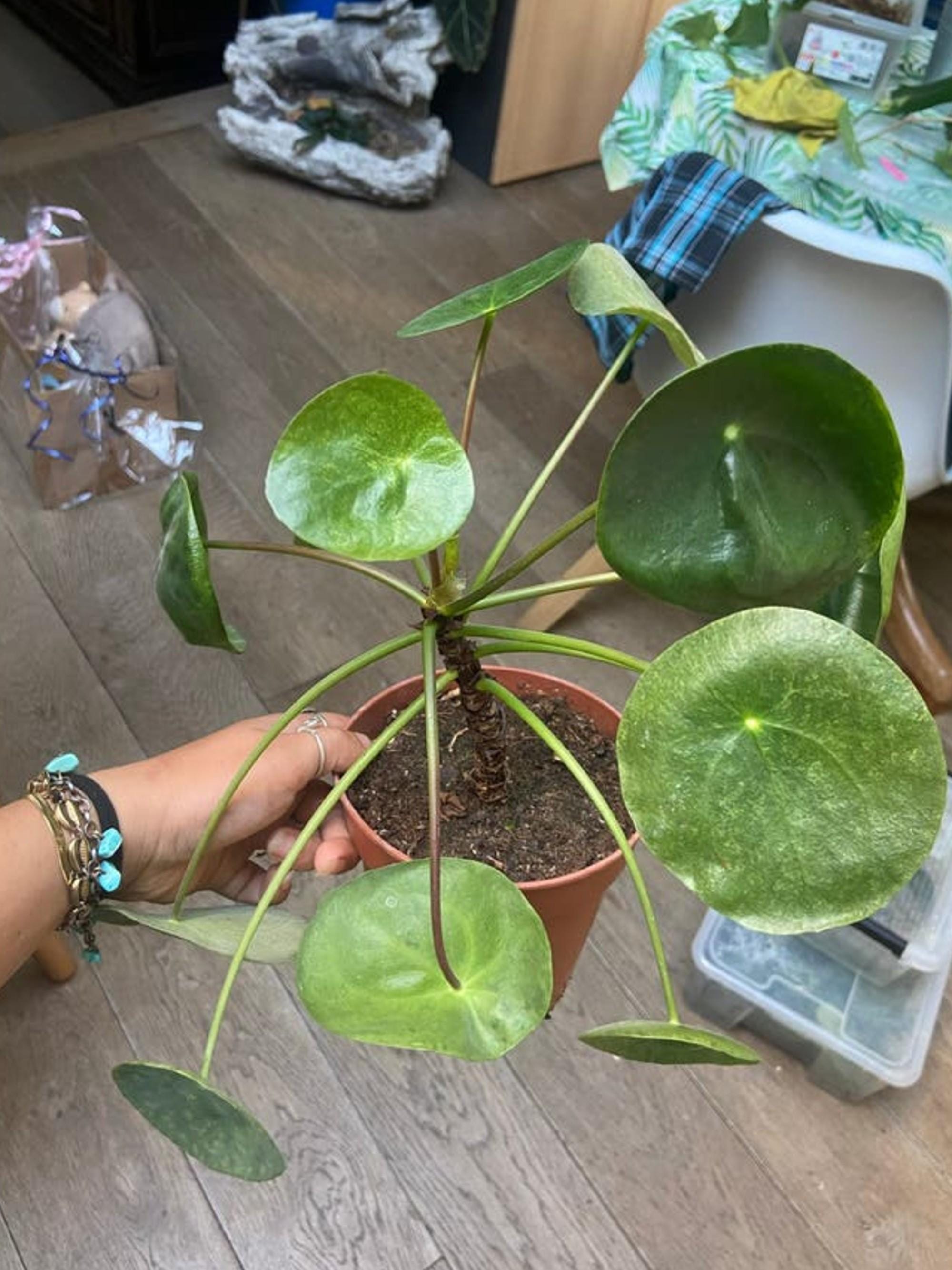 Pilea Peperomioides Mojito cutting