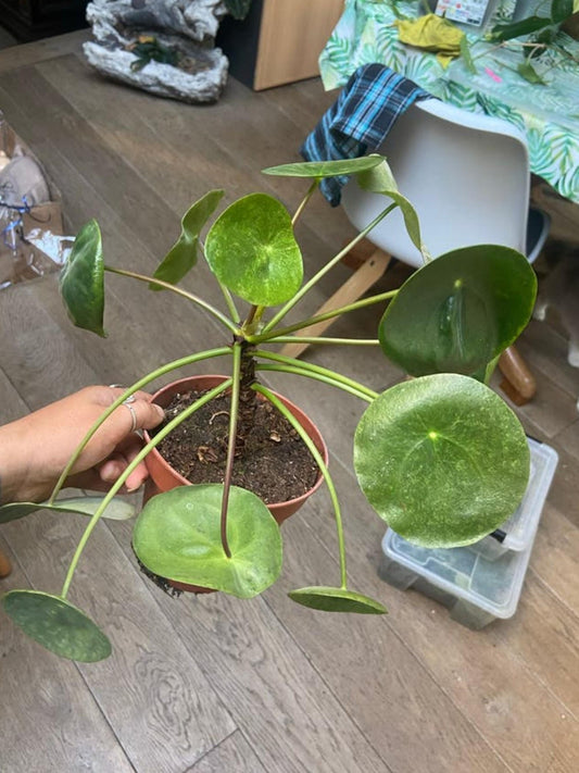 Pilea Peperomioides Mojito cutting