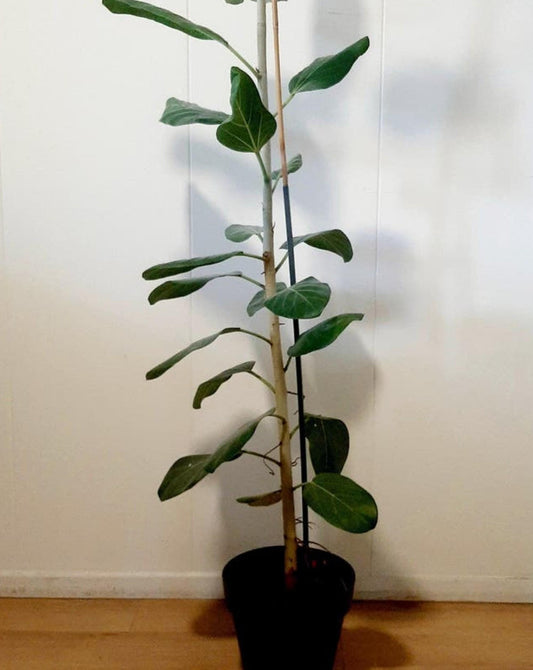 Ficus Audrey cutting