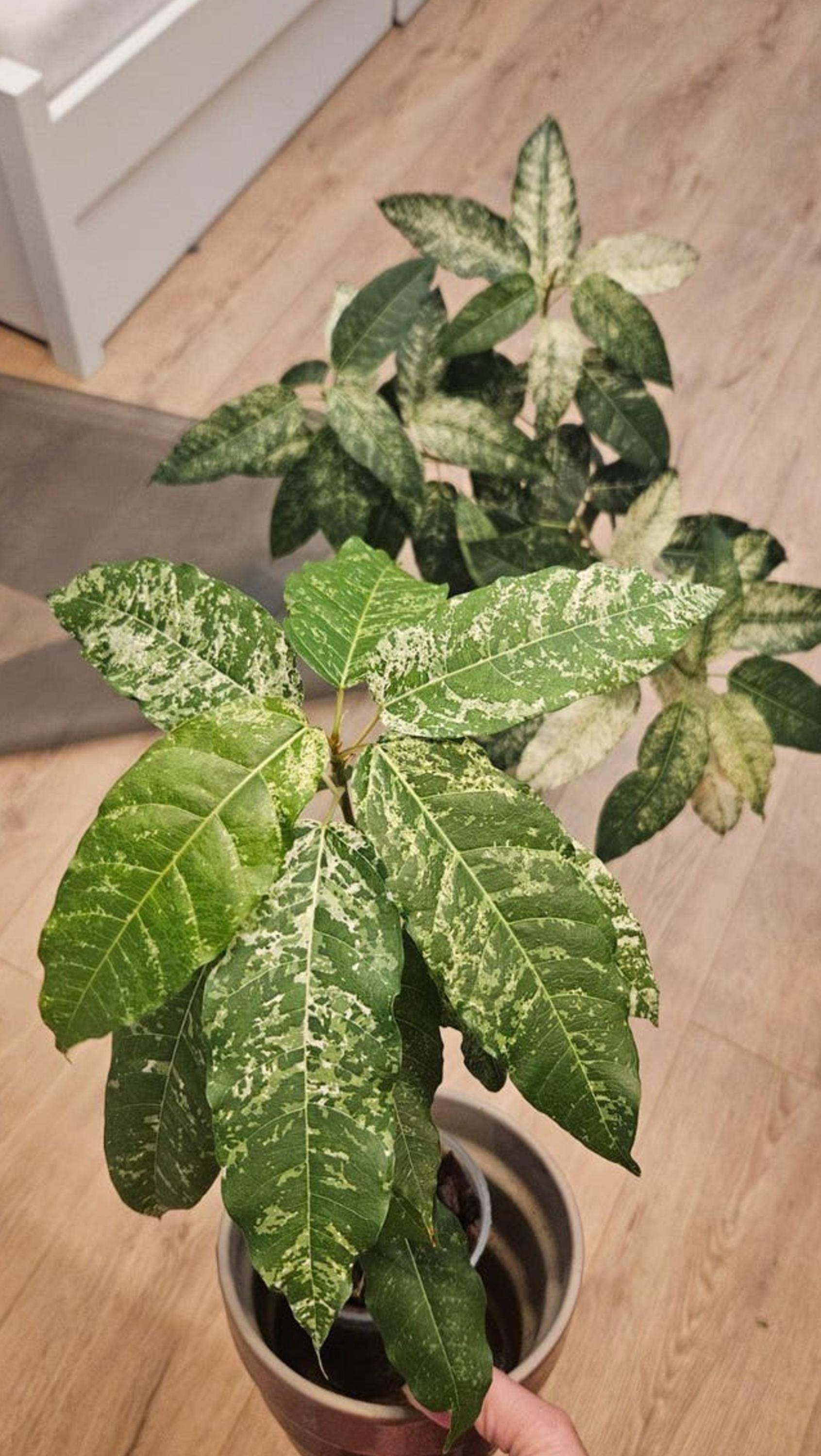 Ficus Aspera Variegata cutting