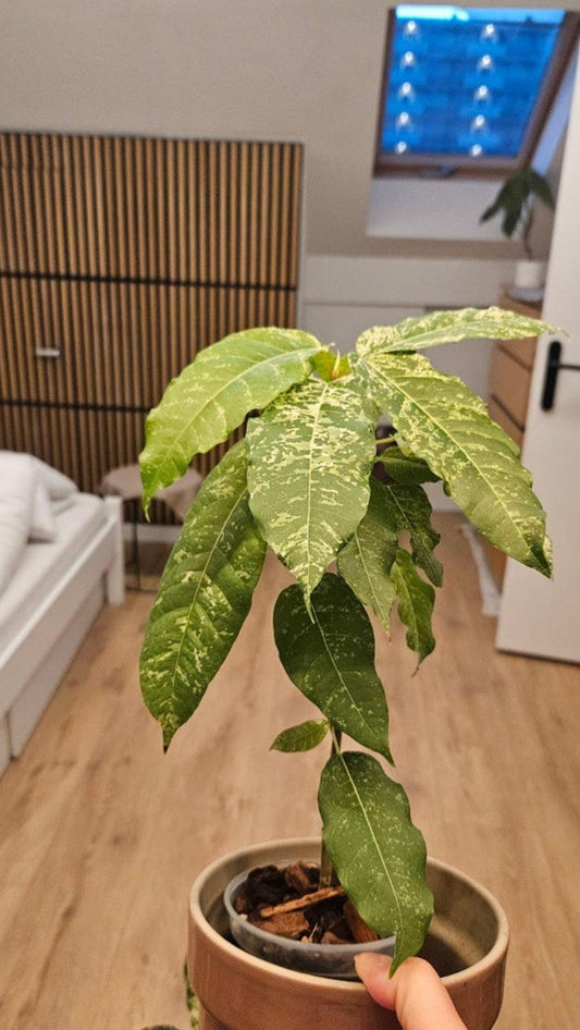Ficus Aspera Variegata cutting