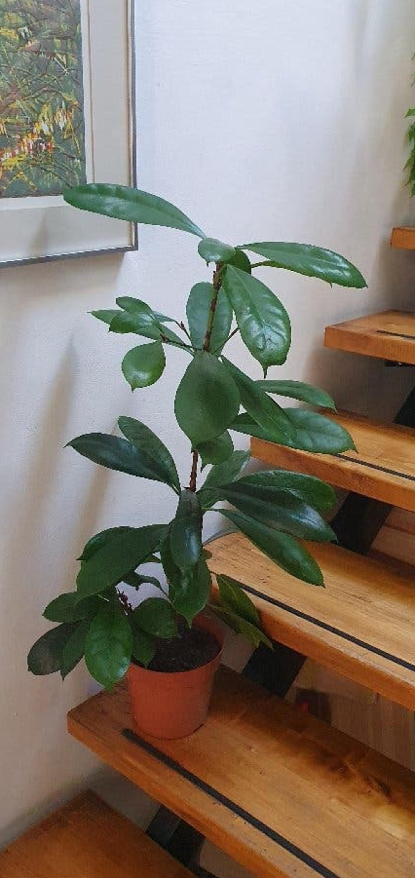 Ficus Cyathistipula cutting