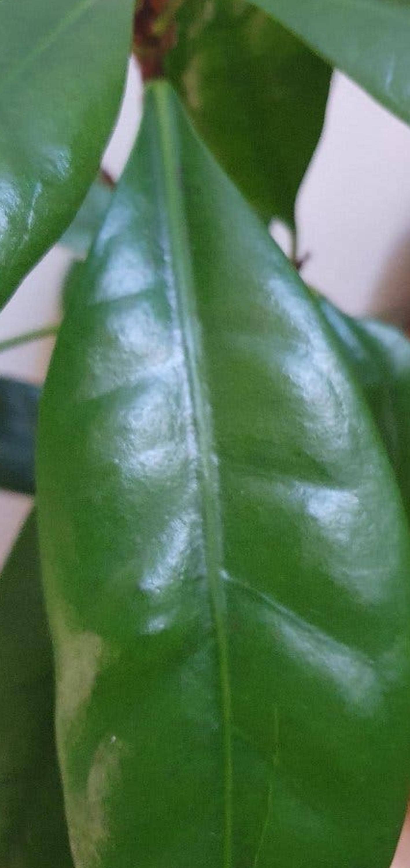 Ficus Cyathistipula cutting