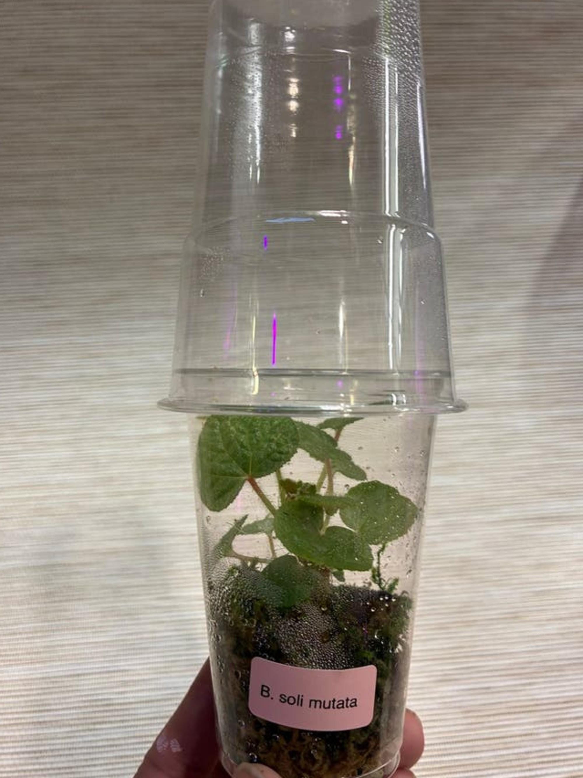 Begonia Solimutata cutting