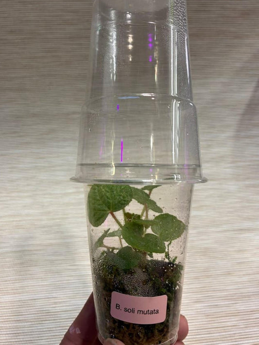 Begonia Solimutata cutting