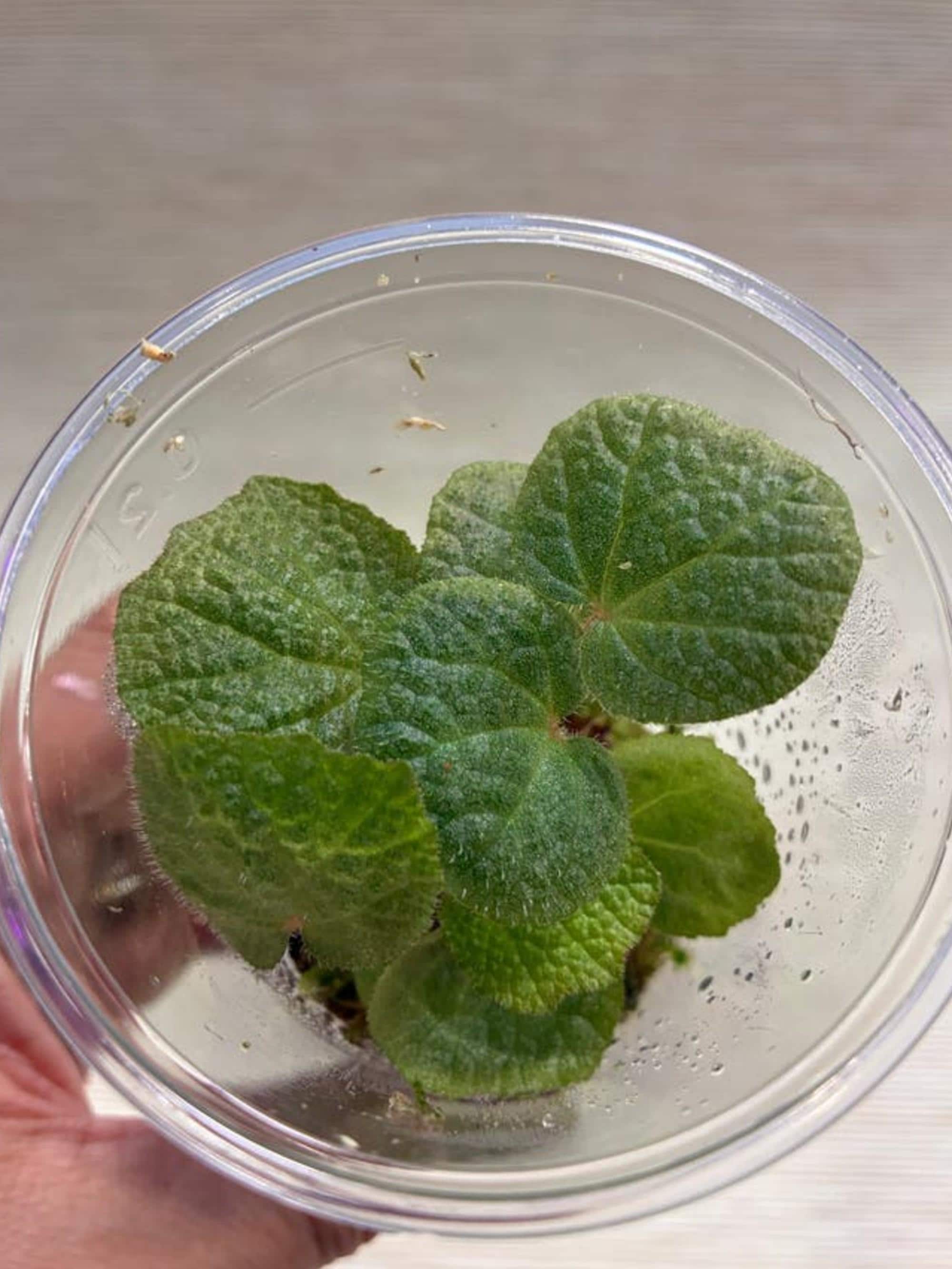 Begonia Solimutata cutting