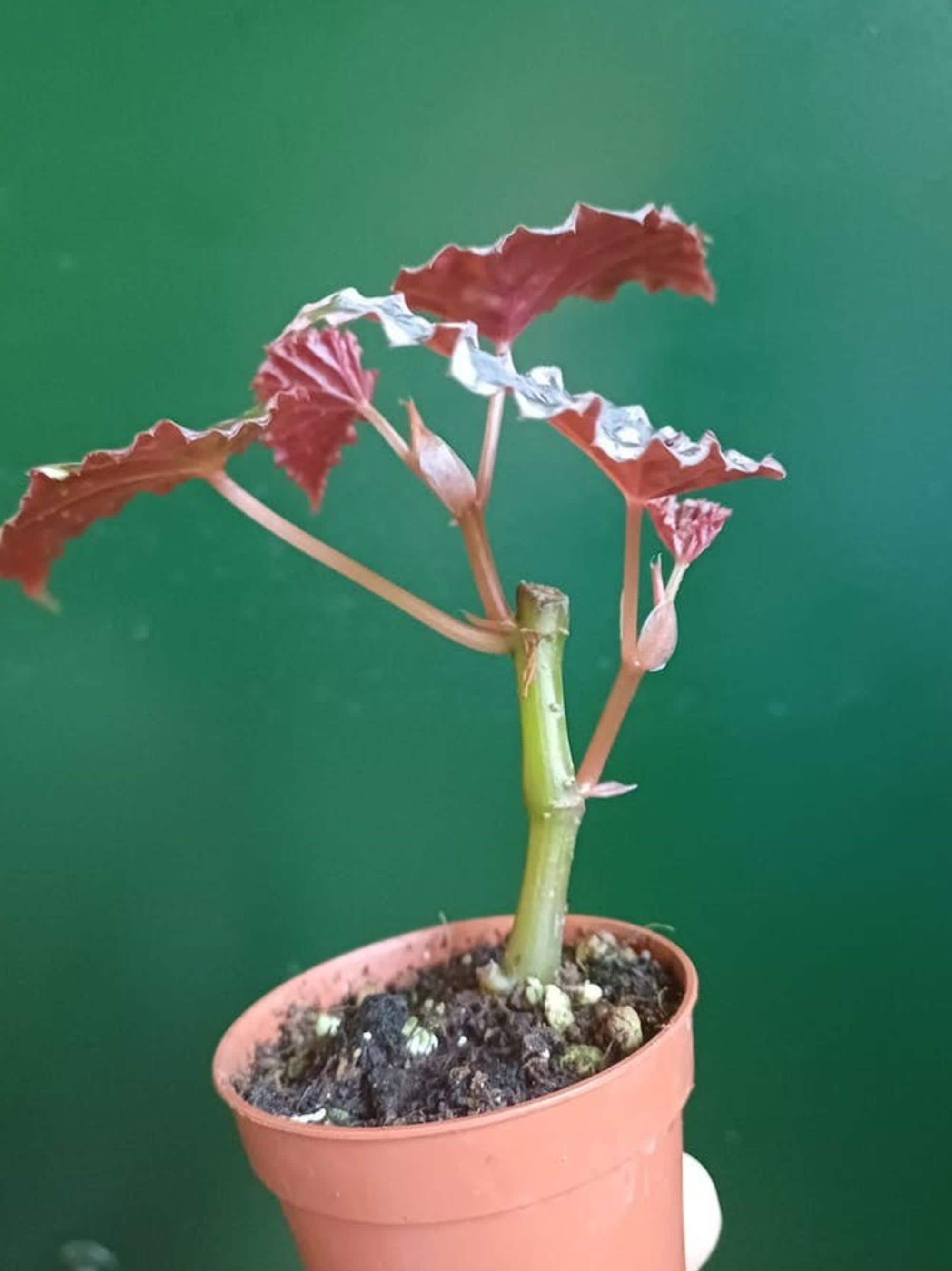 Begonia Chlorosticta x Negrosensis cutting
