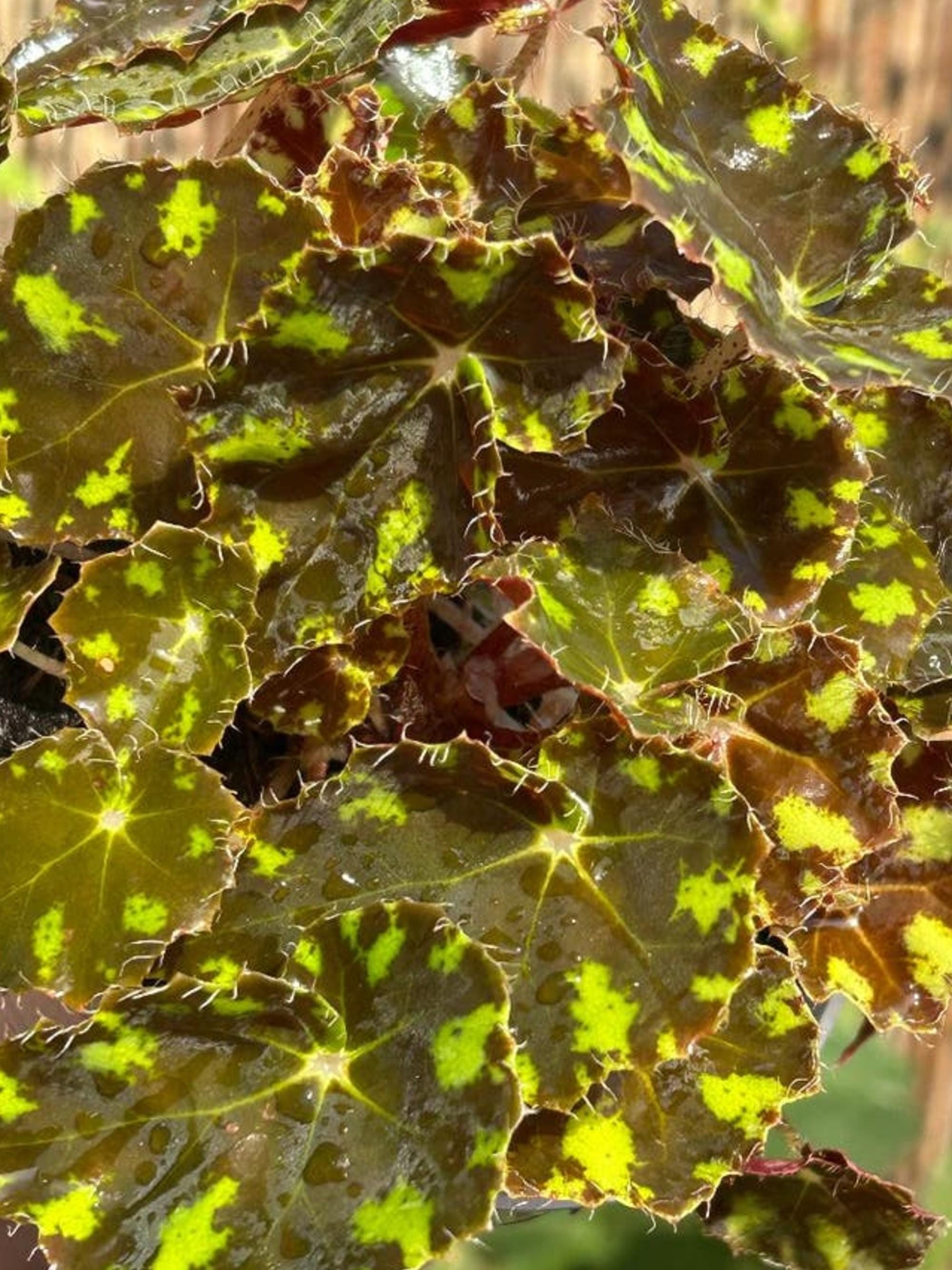 Begonia Tiger Paw cutting