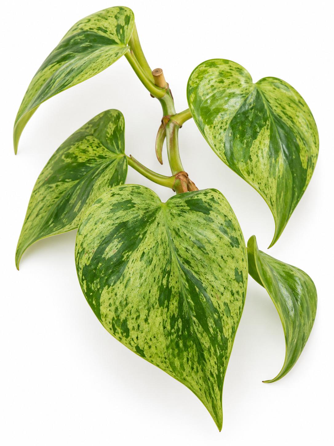 Philodendron Hederaceum Variegated Heartleaf cutting photo 2