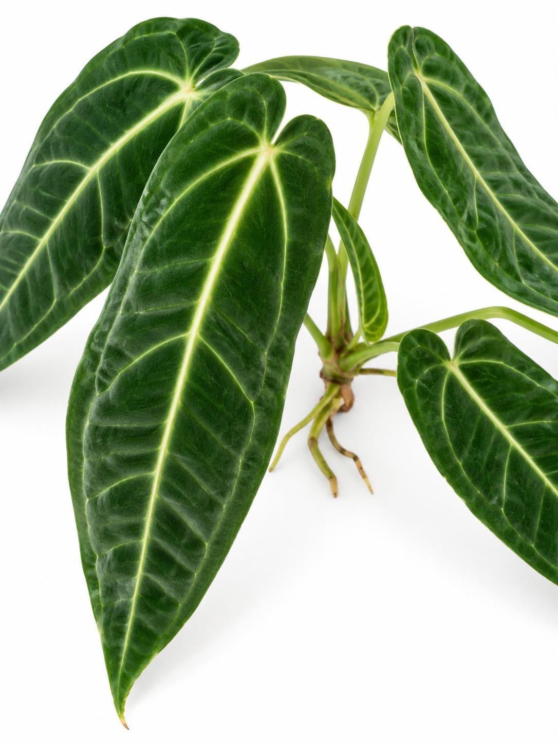 Anthurium Warocqueanum Queen cutting photo 2