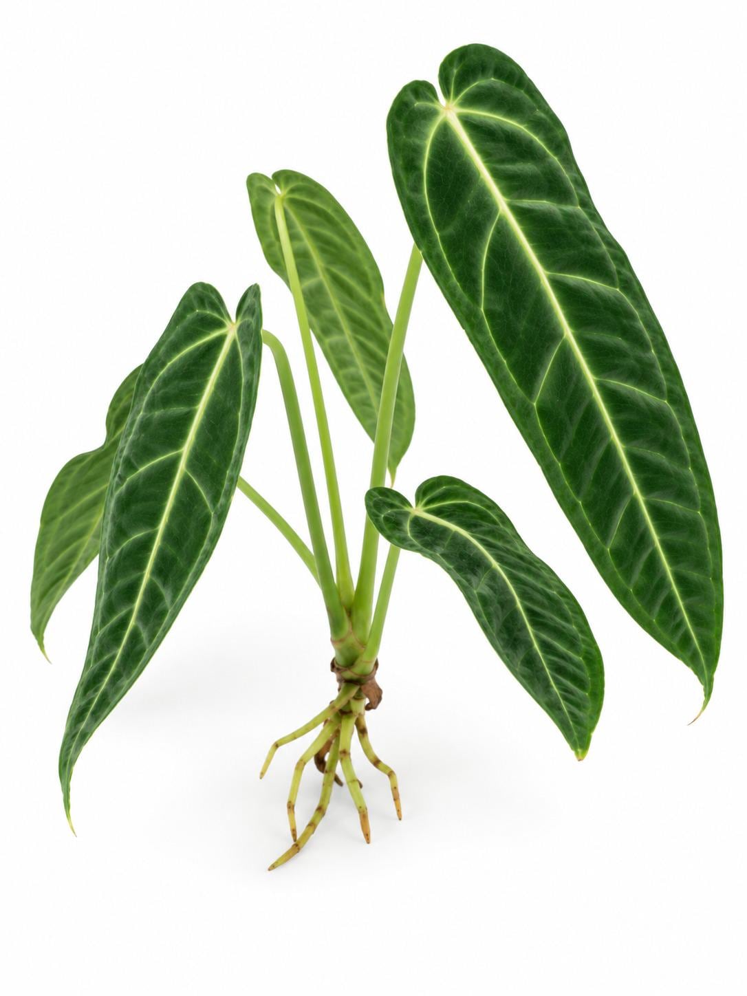 Anthurium Warocqueanum Queen cutting