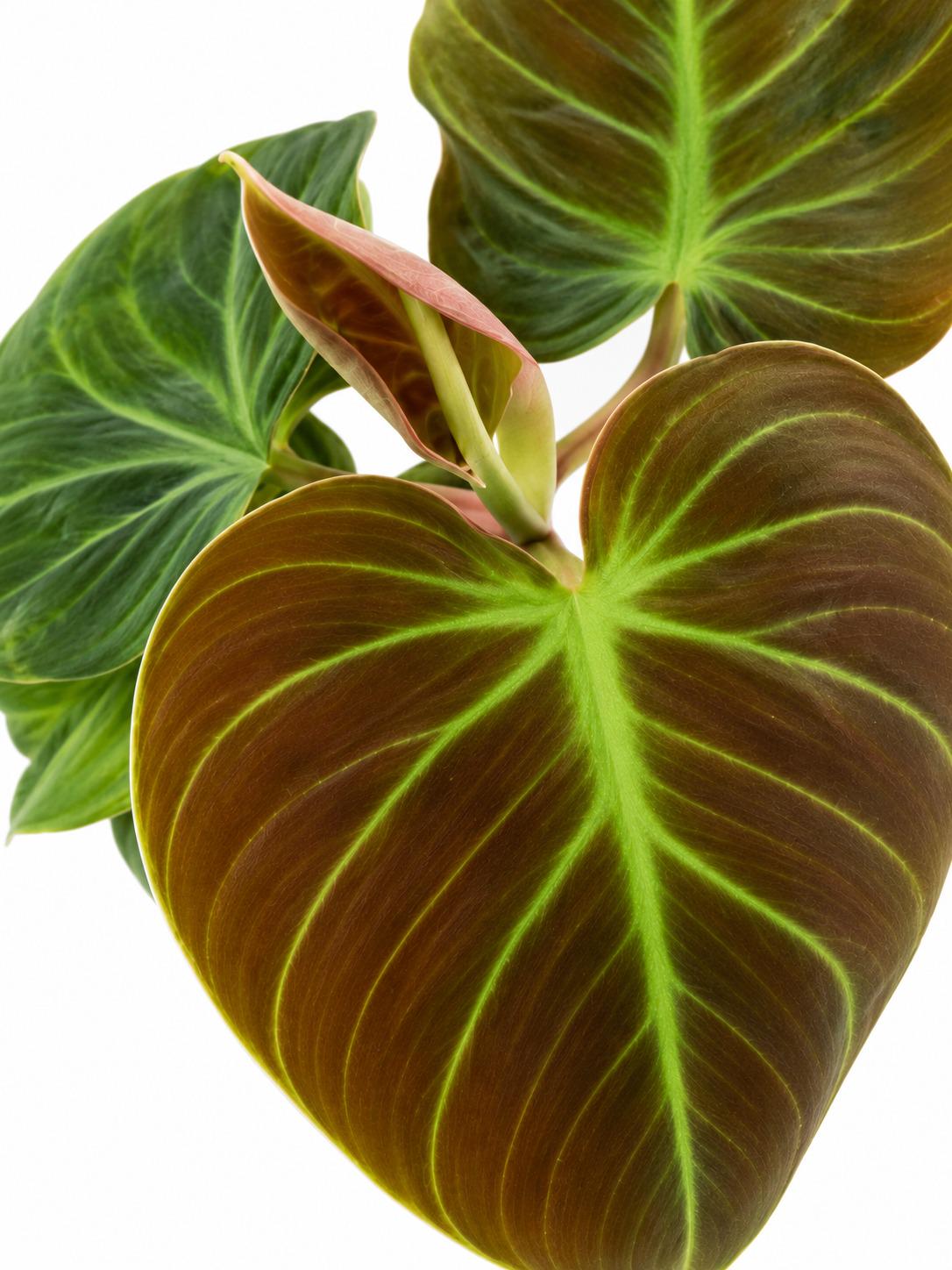 Philodendron El Choco Red cutting