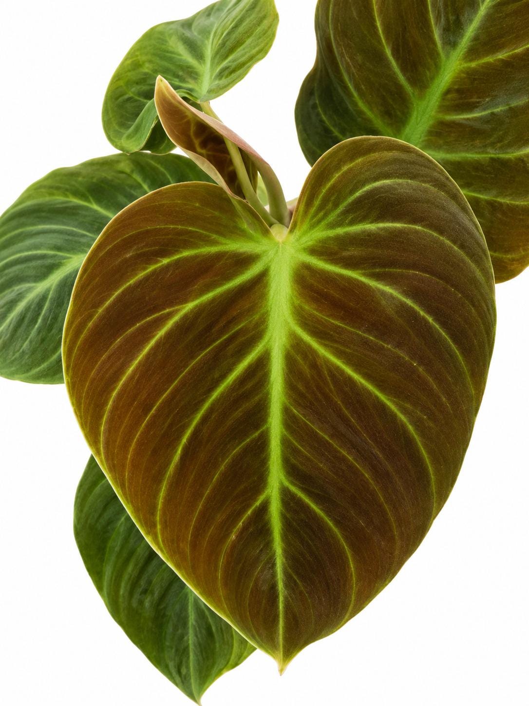 Philodendron El Choco Red cutting photo 2