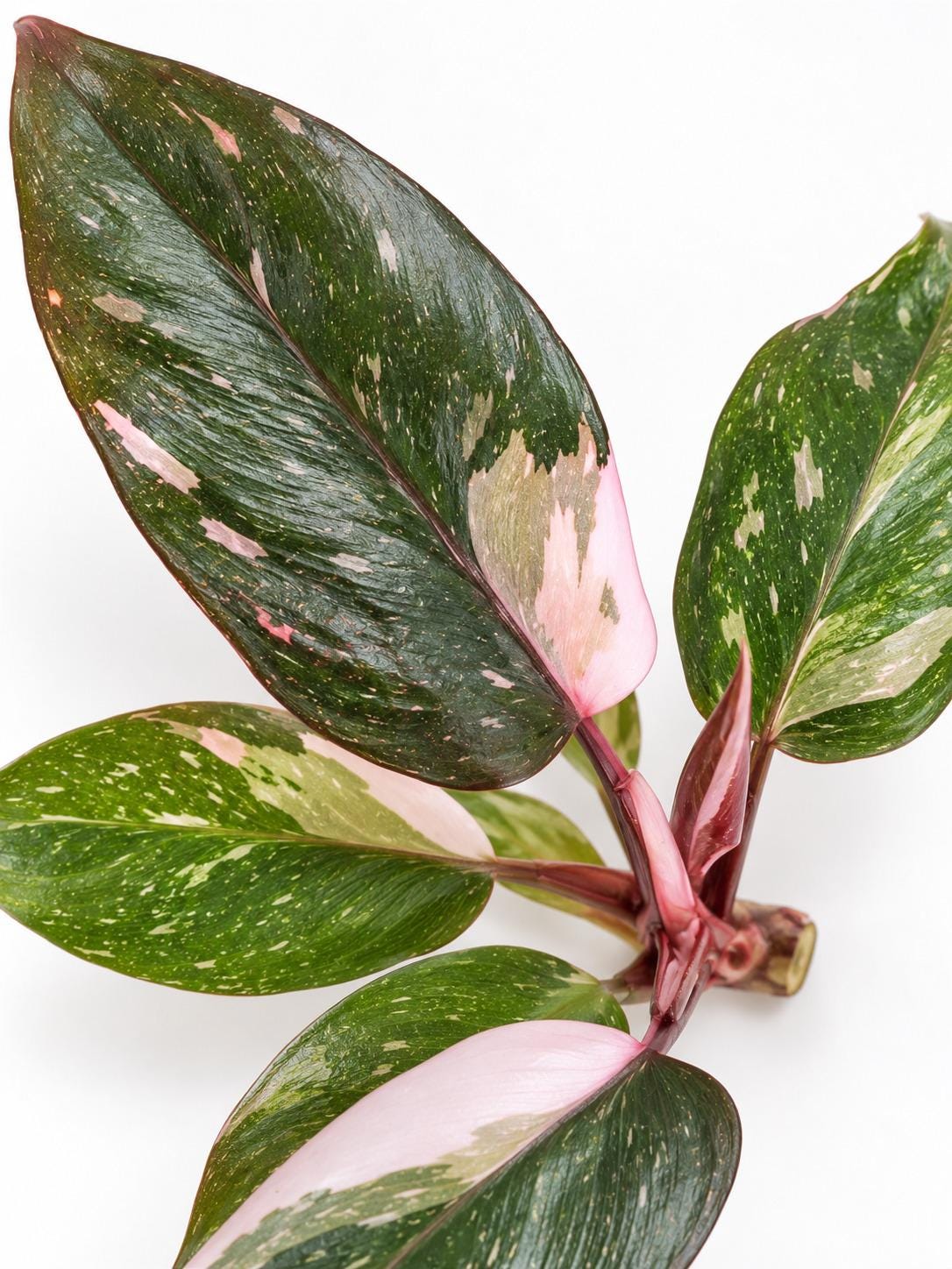 Philodendron Red Anderson cutting photo 2