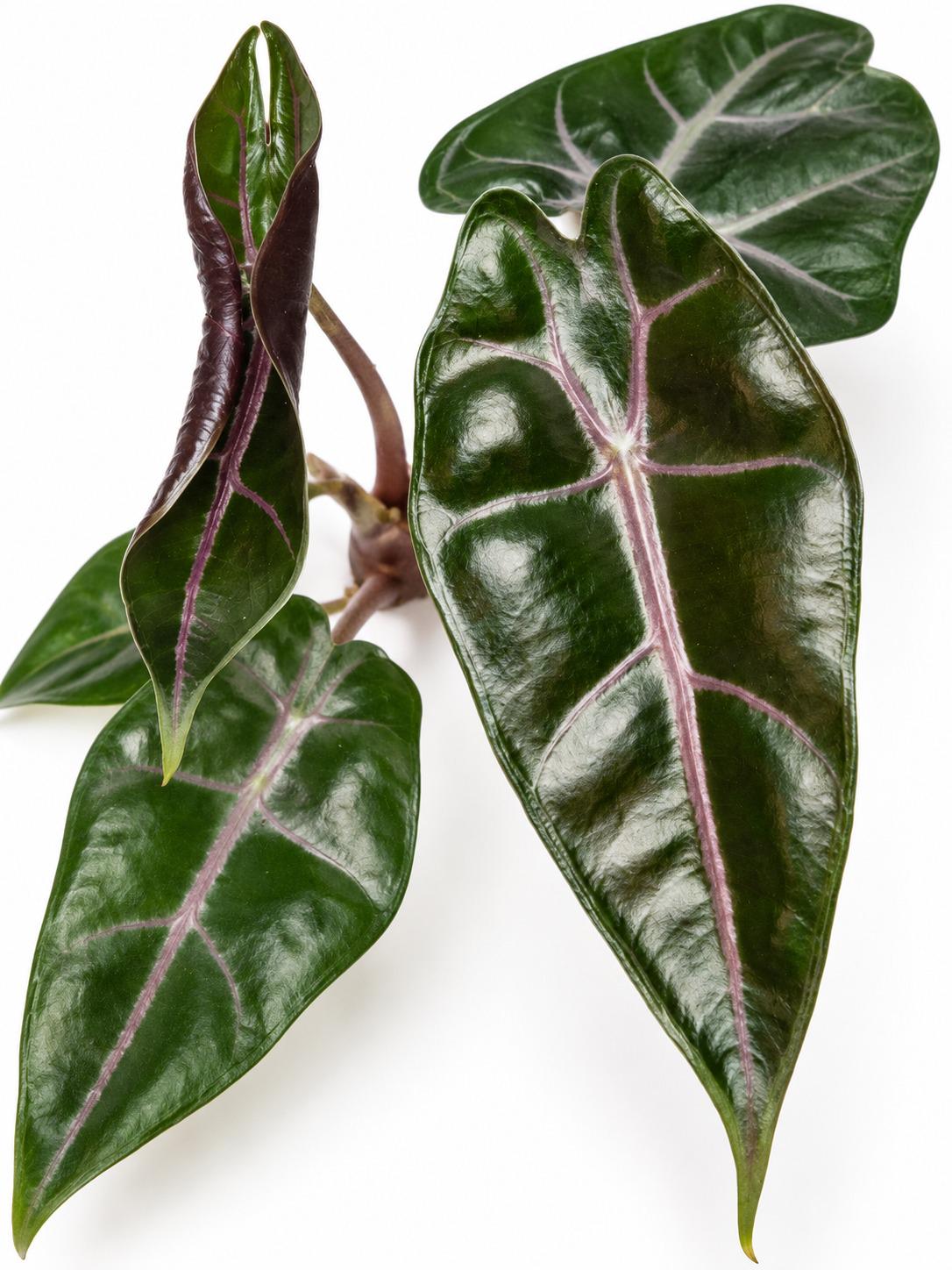 Alocasia Longiloba Suhirmaniana bulb photo 2