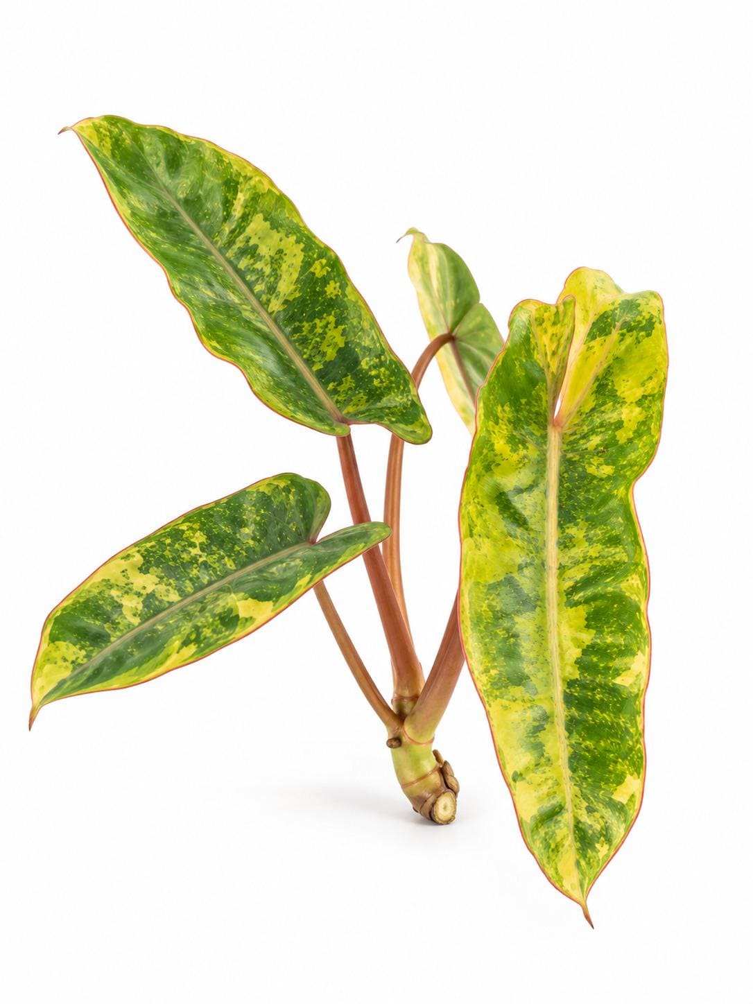 Philodendron Billietiae Aurea Variegated cutting