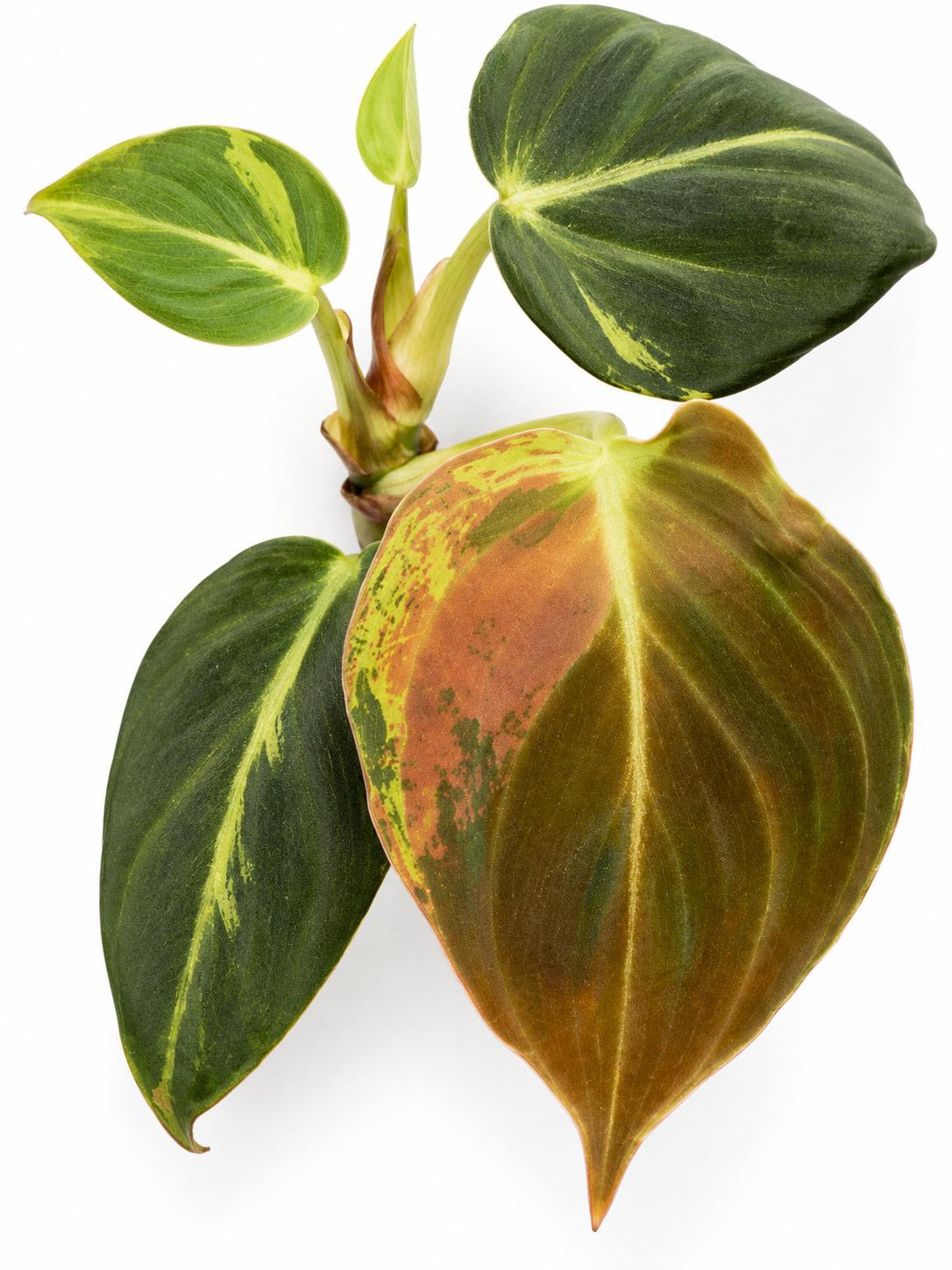 Philodendron Melanochrysum Variegated cutting photo 2