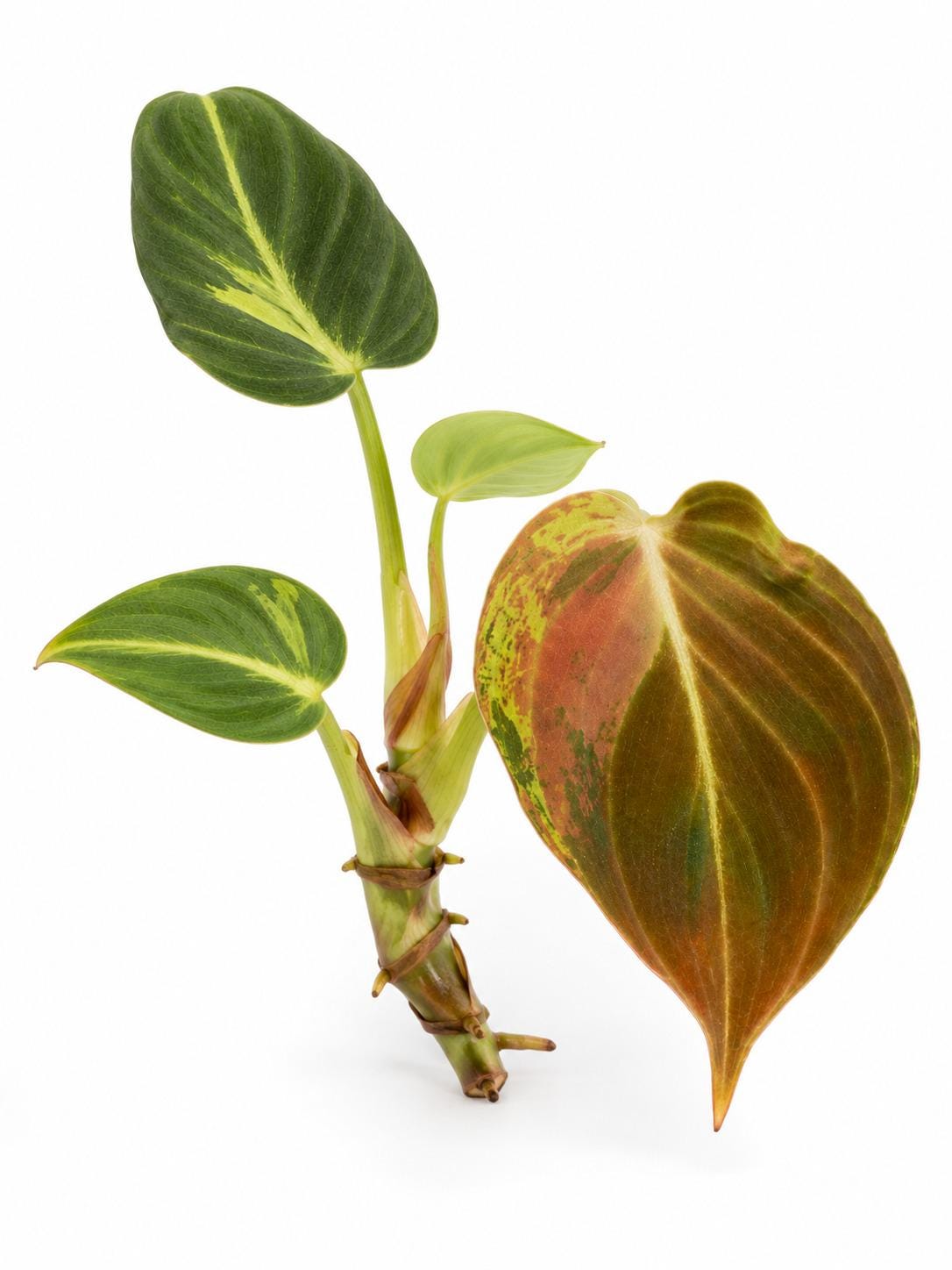 Philodendron Melanochrysum Variegated cutting